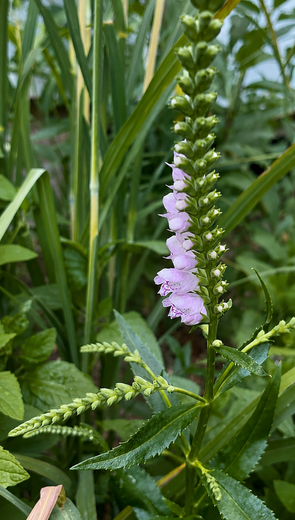 obedient plant (Physostegia virginiana)