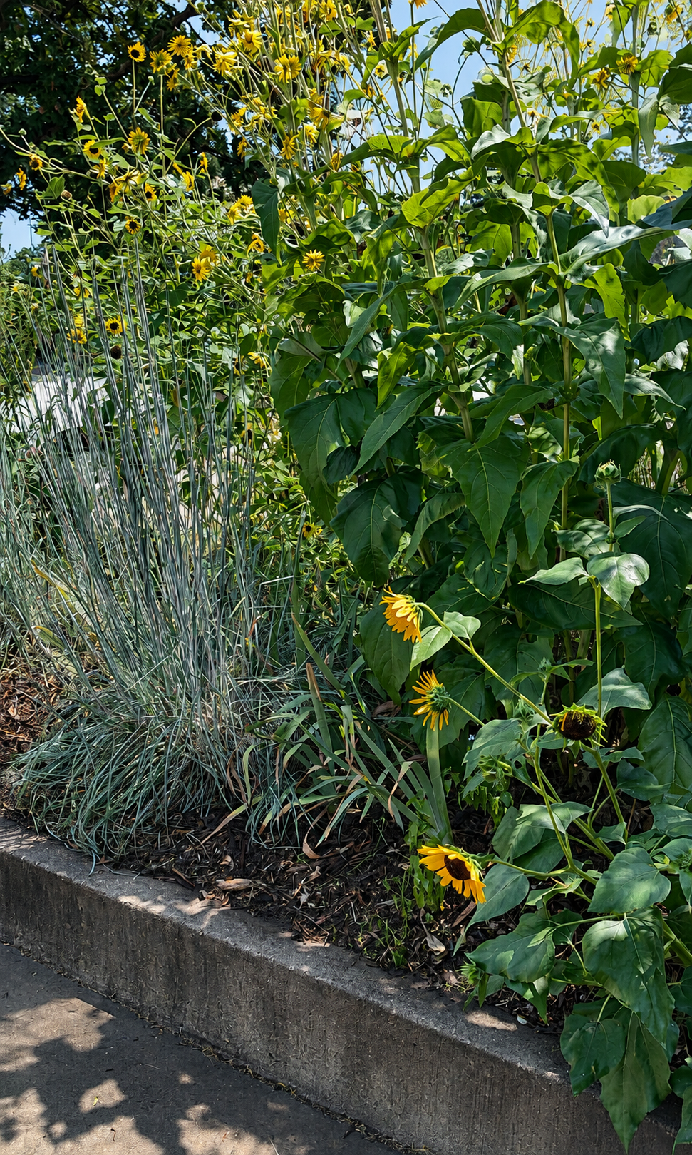 Little Bluestem (Schizachyrium scoparium), Cup Plant (Silphium perfoliatum), and Annual Sunflower (Helianthus annus).