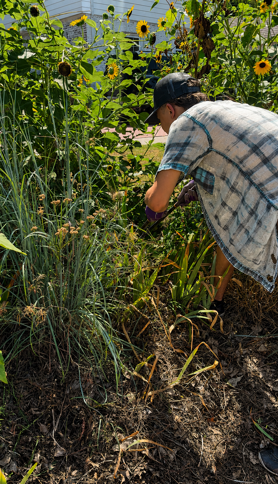 End of summer maintenance in a native curbside garden