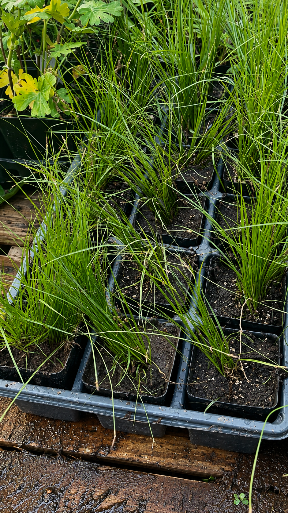 Rosy Sedge ((Carex rosea) tray of plugs