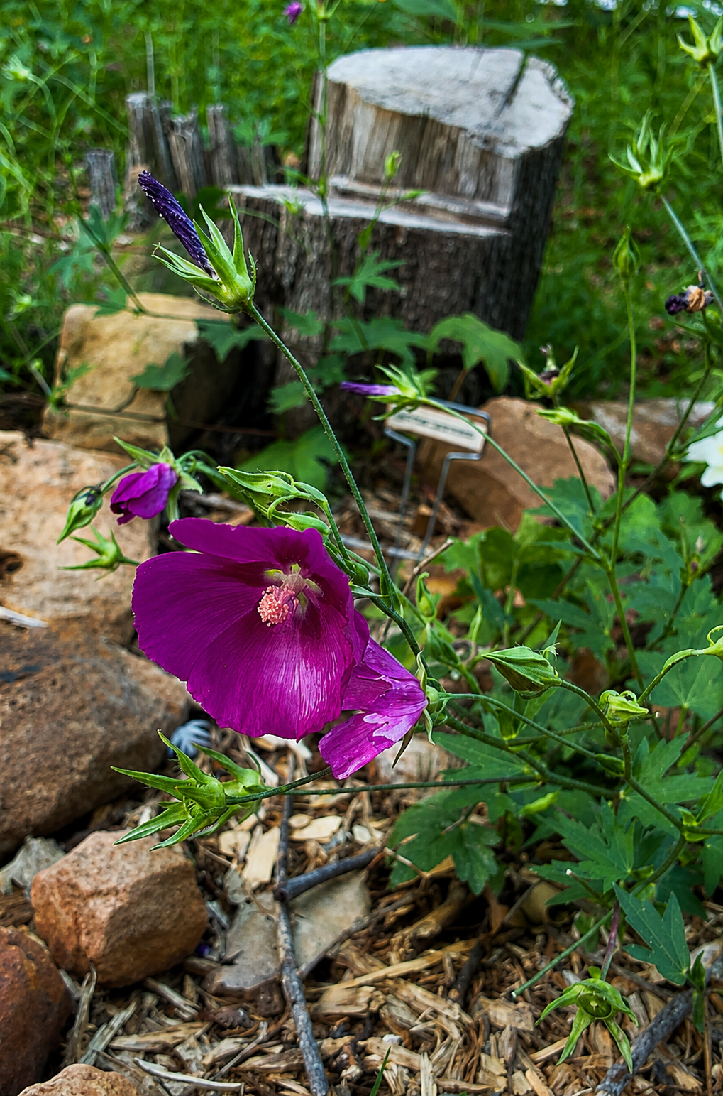 Winecups (Callirhoe involucrata)