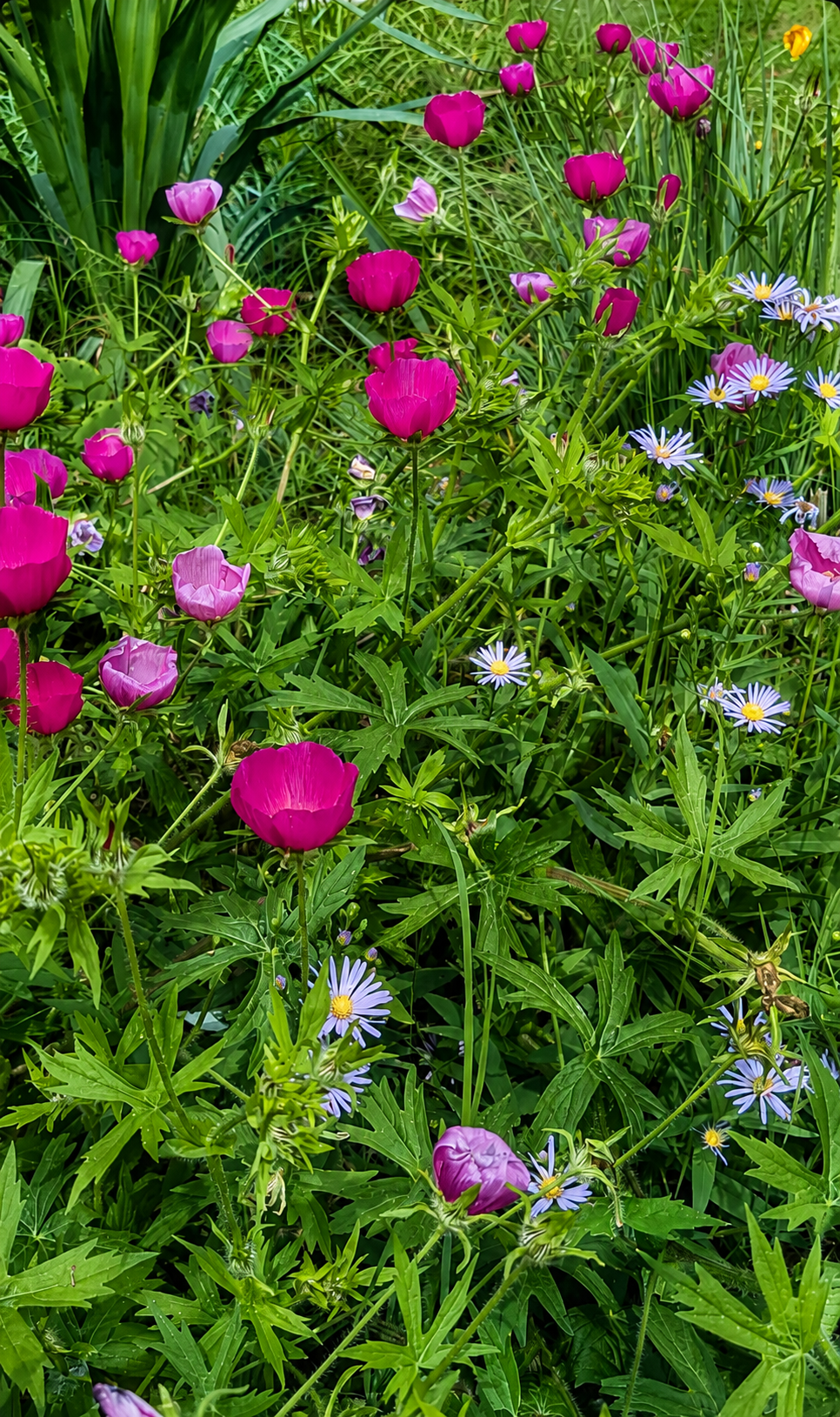 Winecups (Callirhoe involucrata) and Aromatic Aster (Symphyotrichum oblongifolium) combination