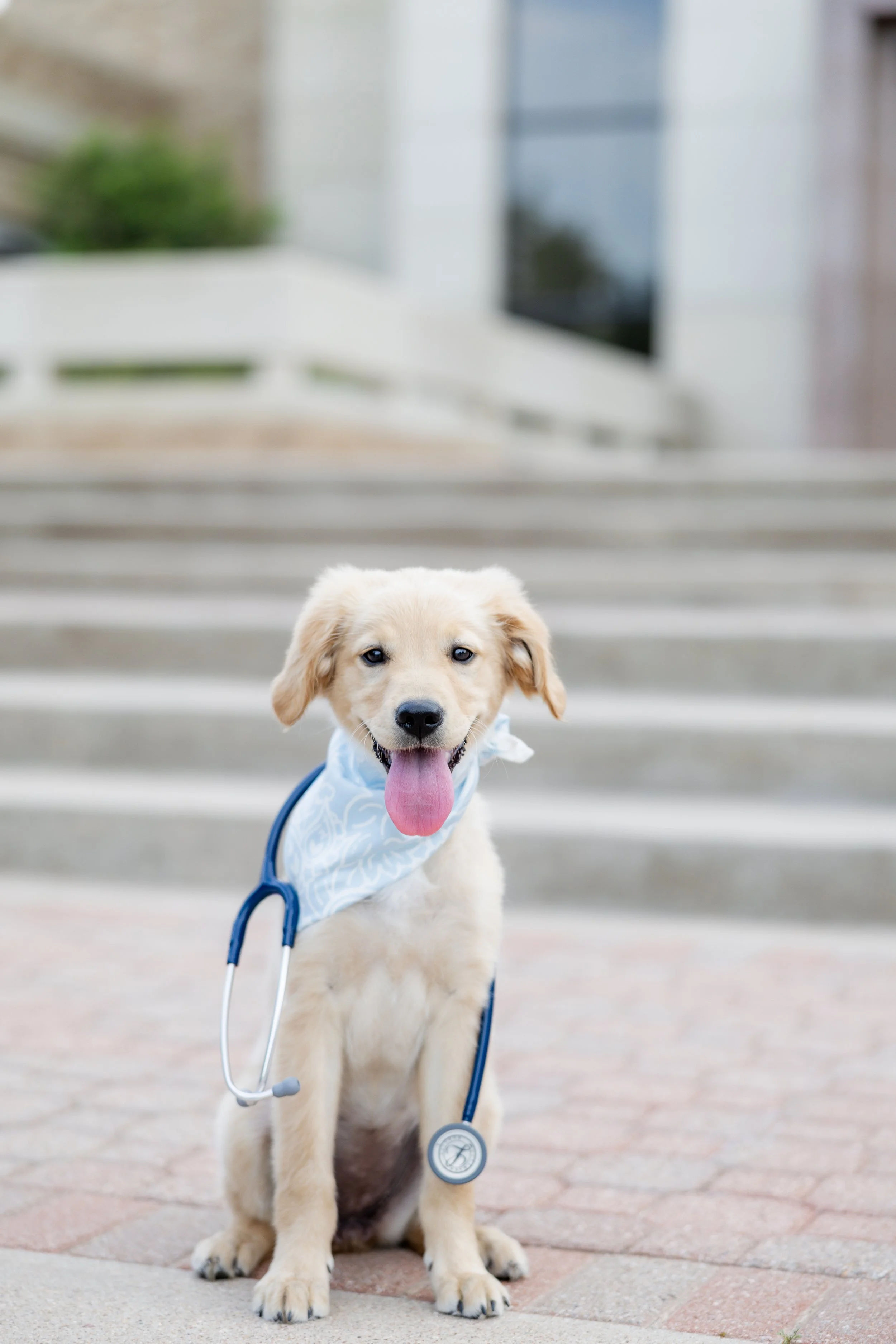 Golden retriever puppy wearing a stethoscope during a nursing graduation pet photography session.
