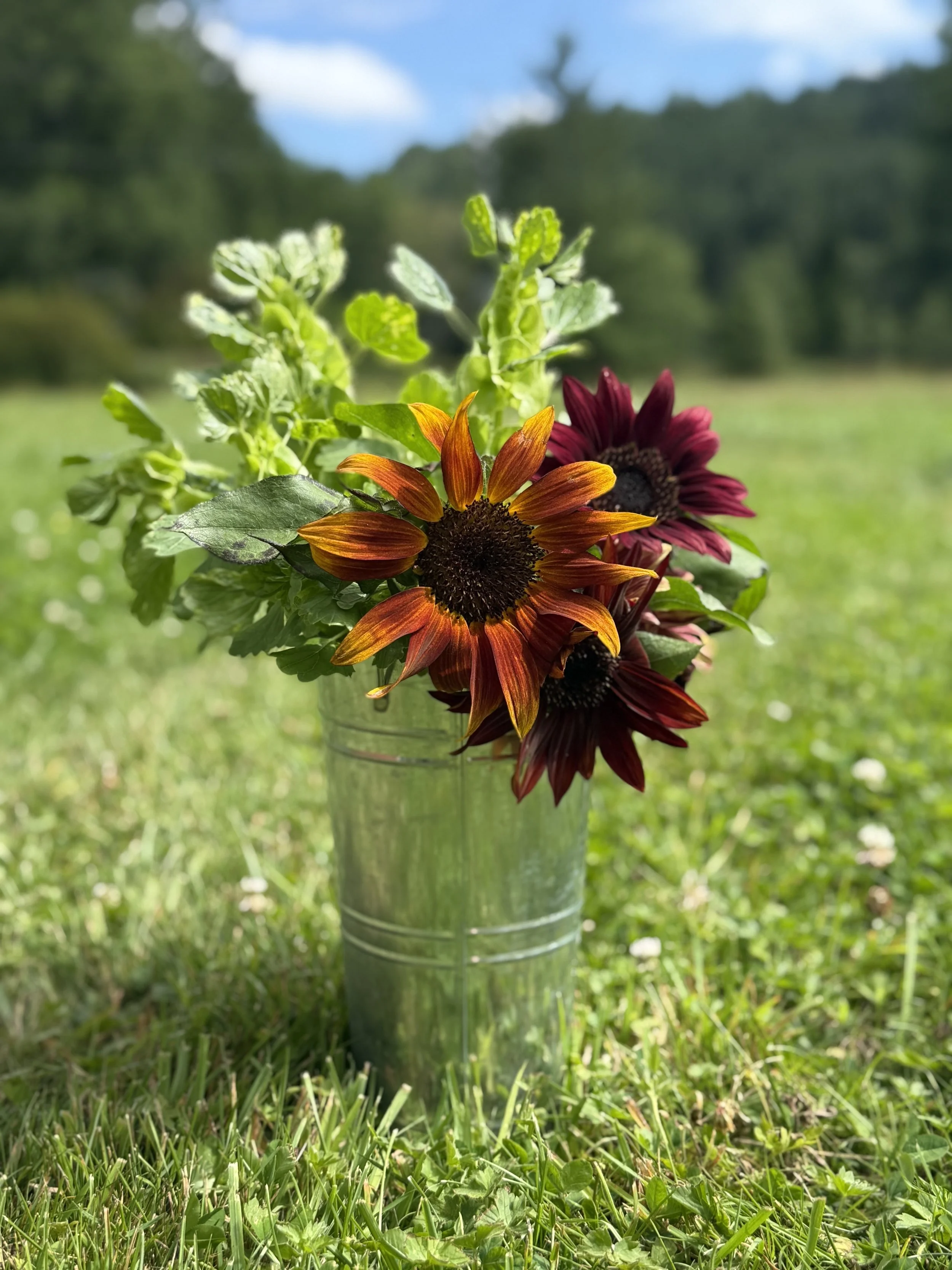 Sunflower Bucker.jpg