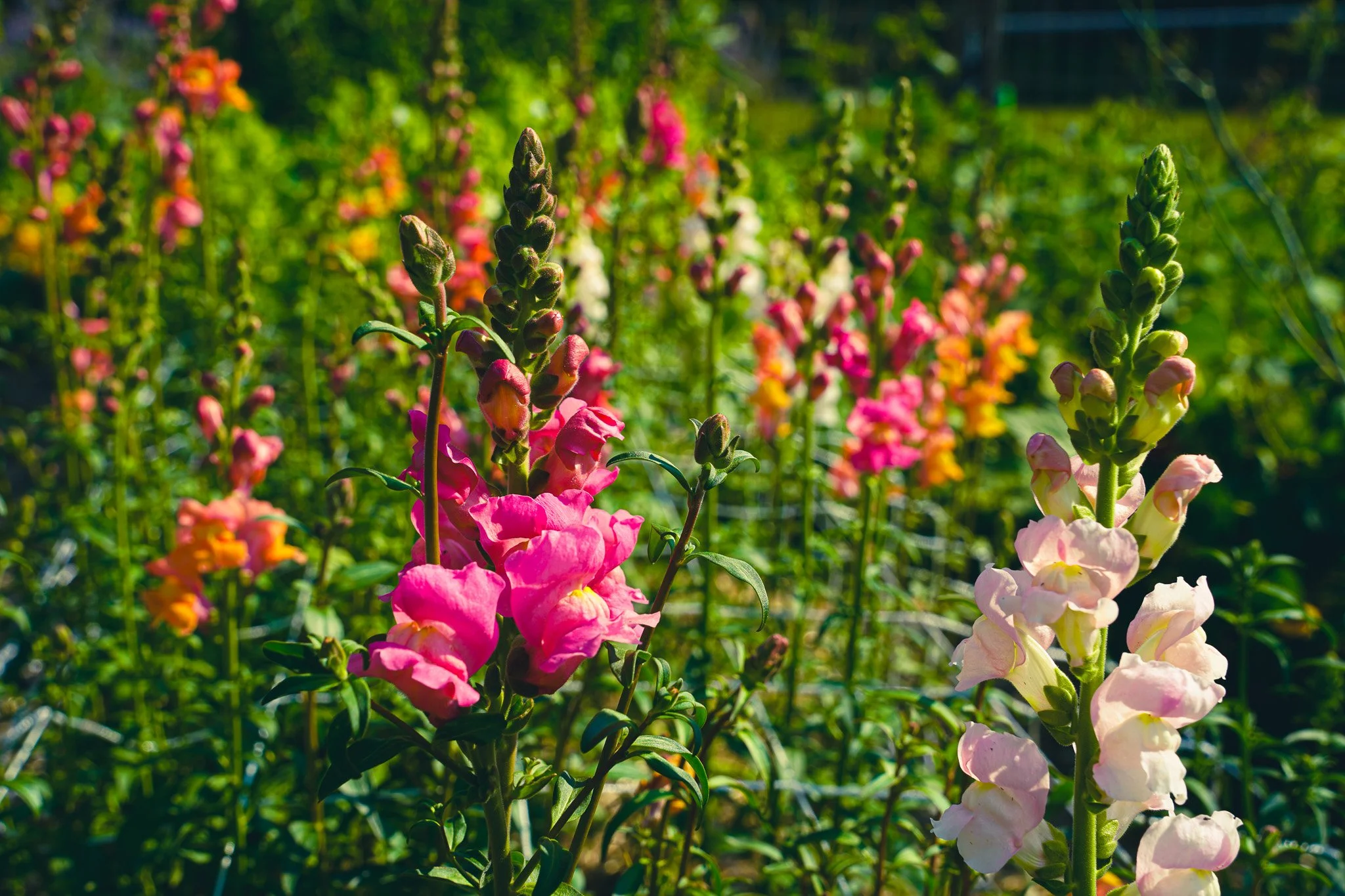 Snapdragons Capella Farm.jpg