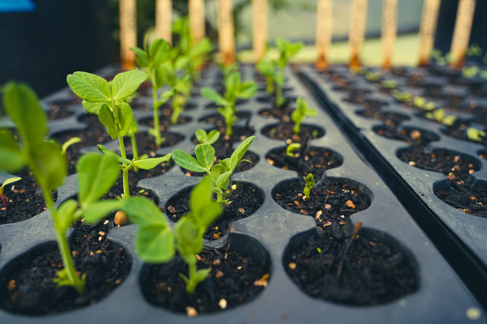 Plant Starts Capella Farm.jpg