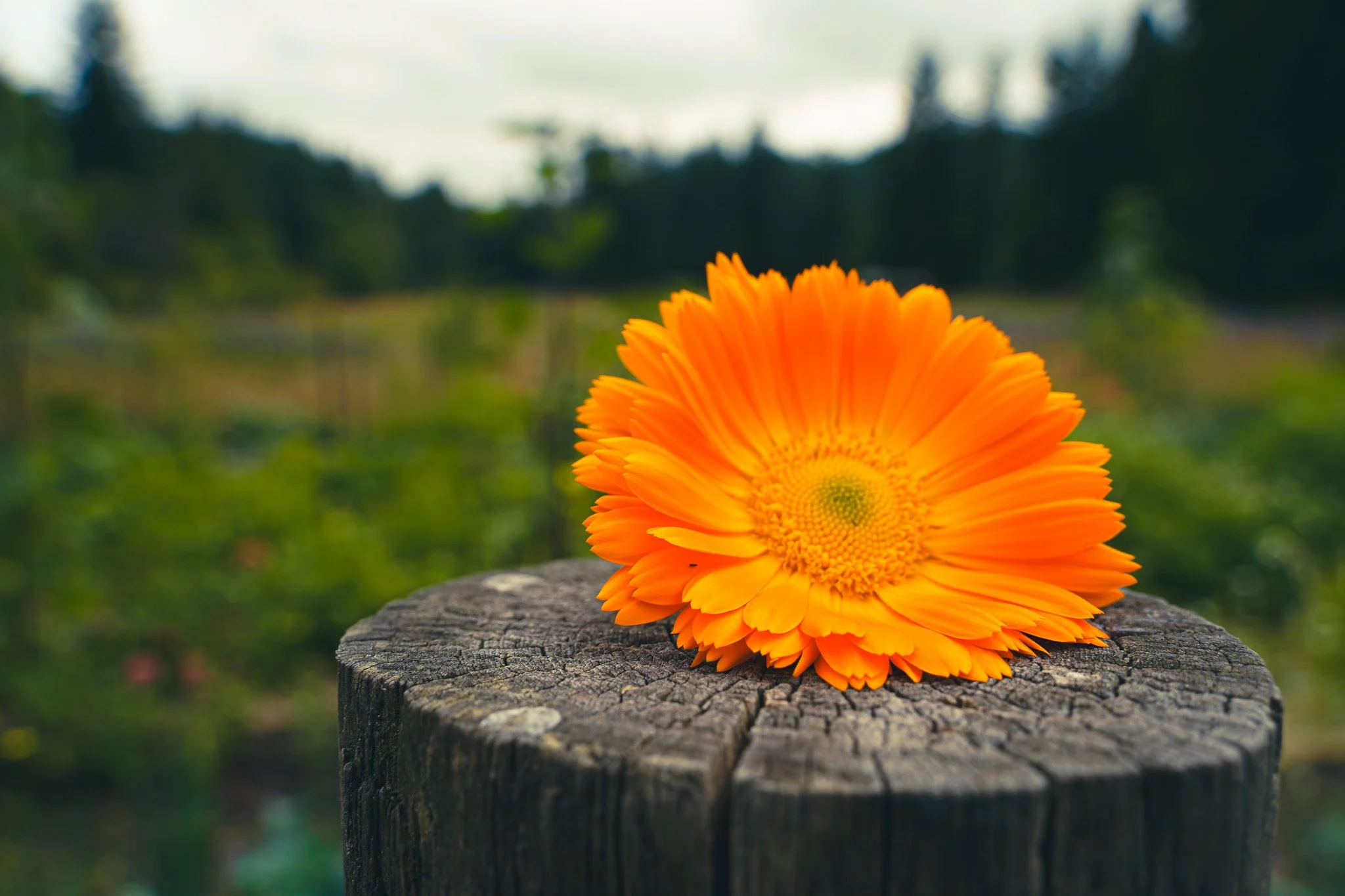 Calendula Capella Farm.jpg