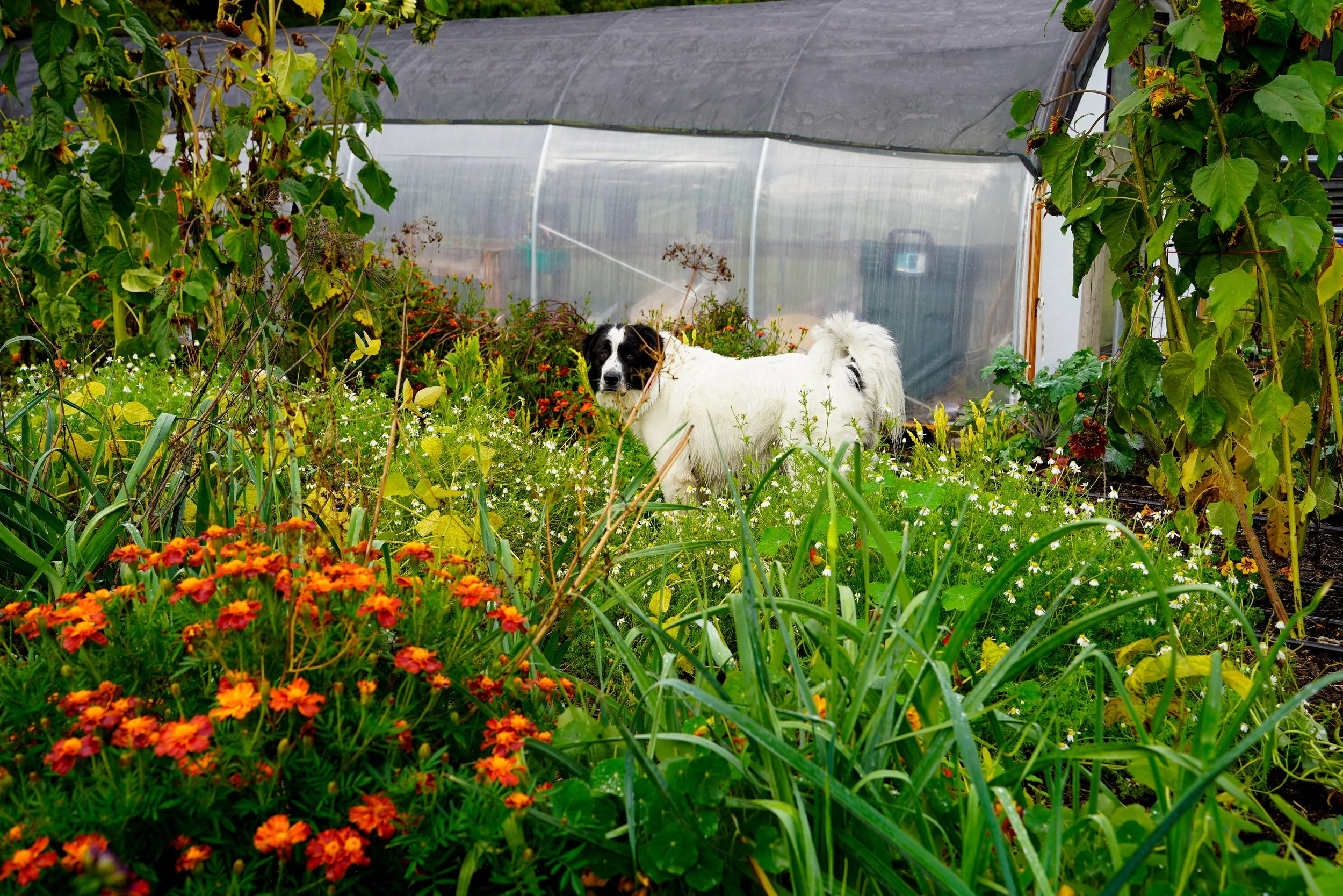 Ludo in the Garden Capella Farm.jpg
