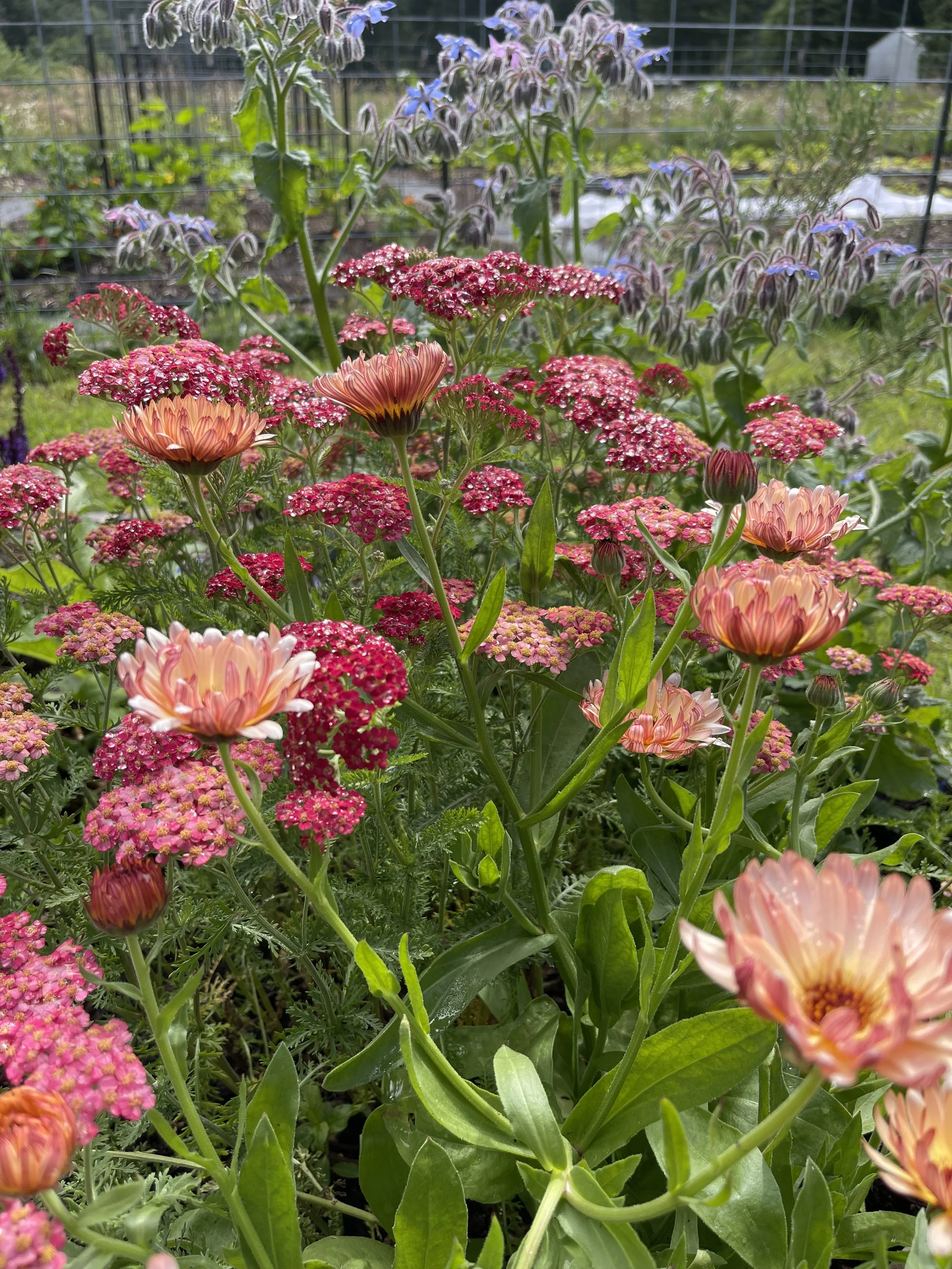 Yarrow Calendula Capella Farm.jpg