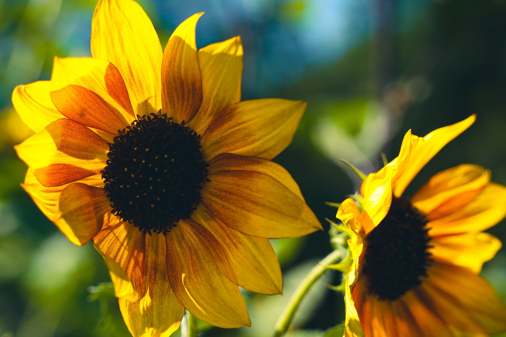 Sunflowers Capella Farm.jpg