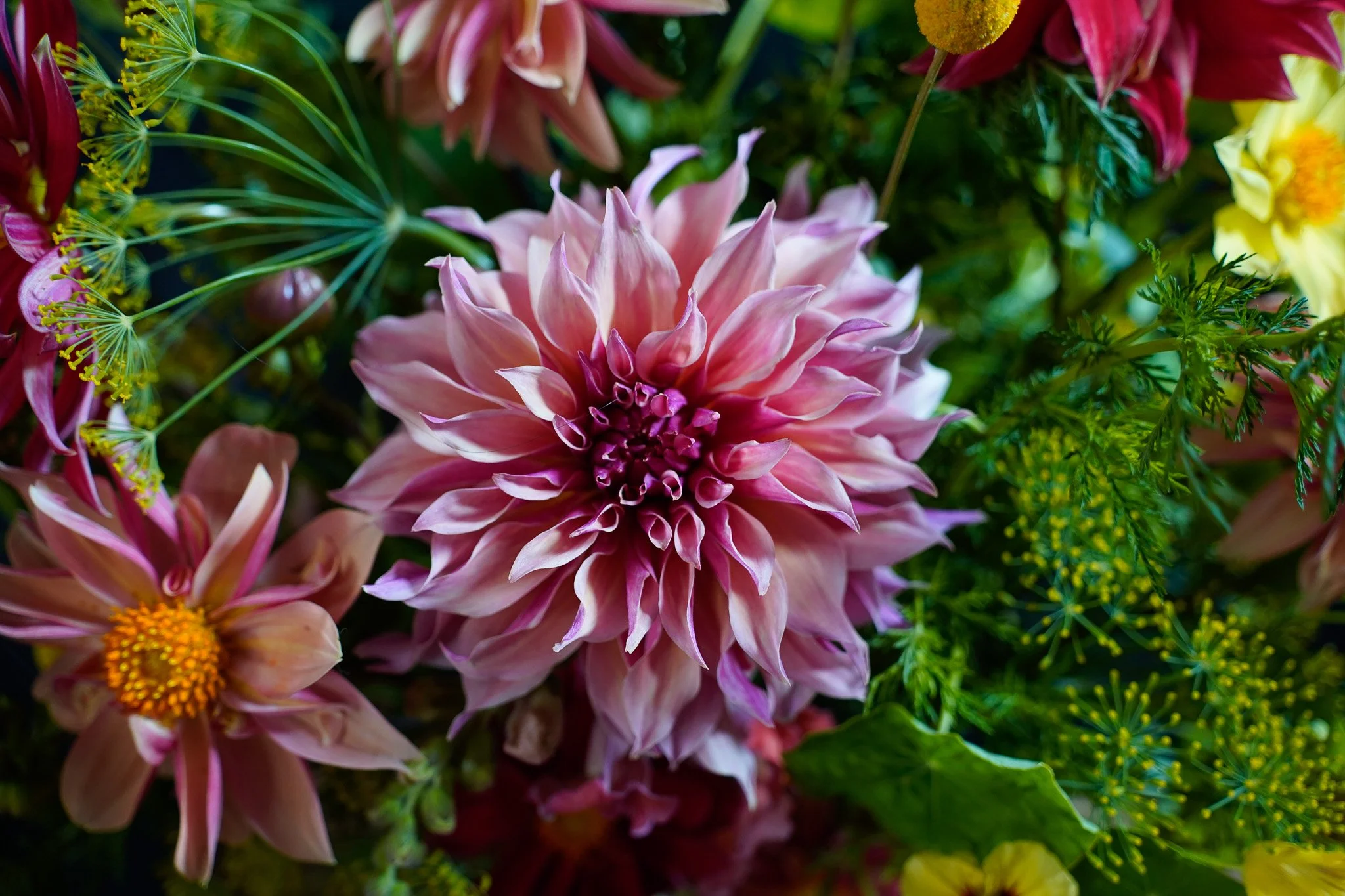 Cafe Au Lait Dahlia Fresh Cut Flowers Capella Farm.jpg