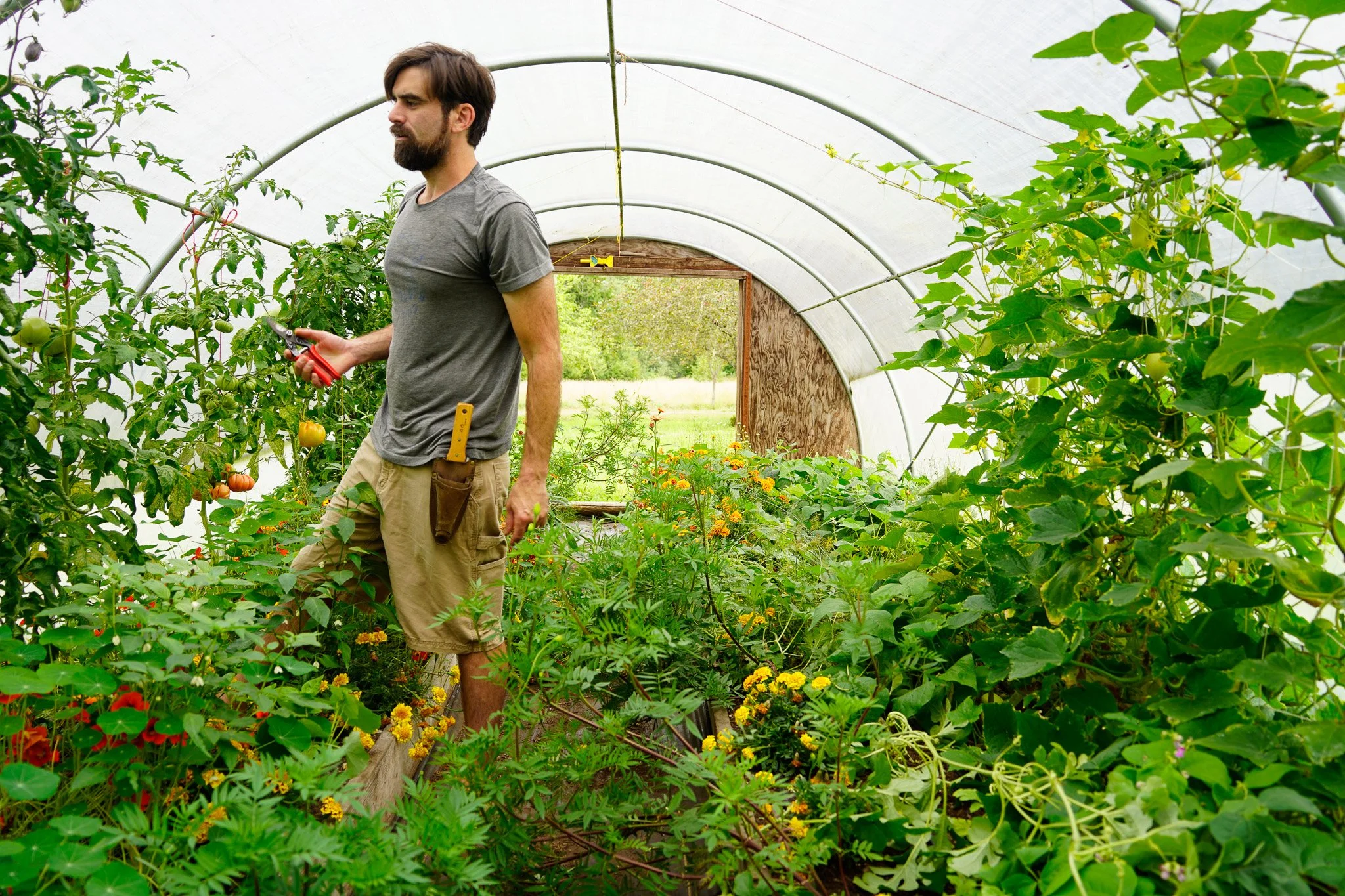 Tomato Prune Capella Farm.jpg