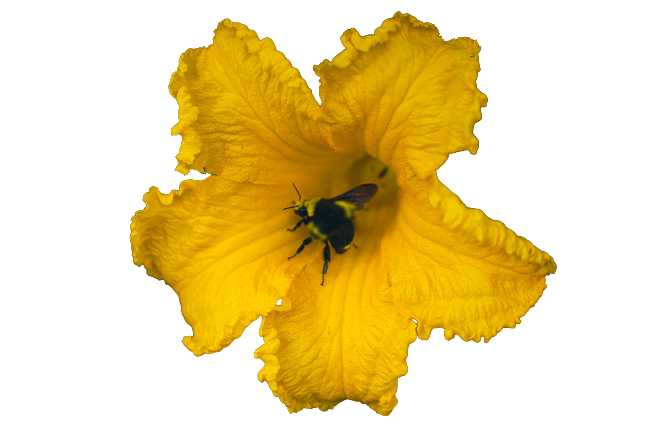 bee in a squash blossom capella farm