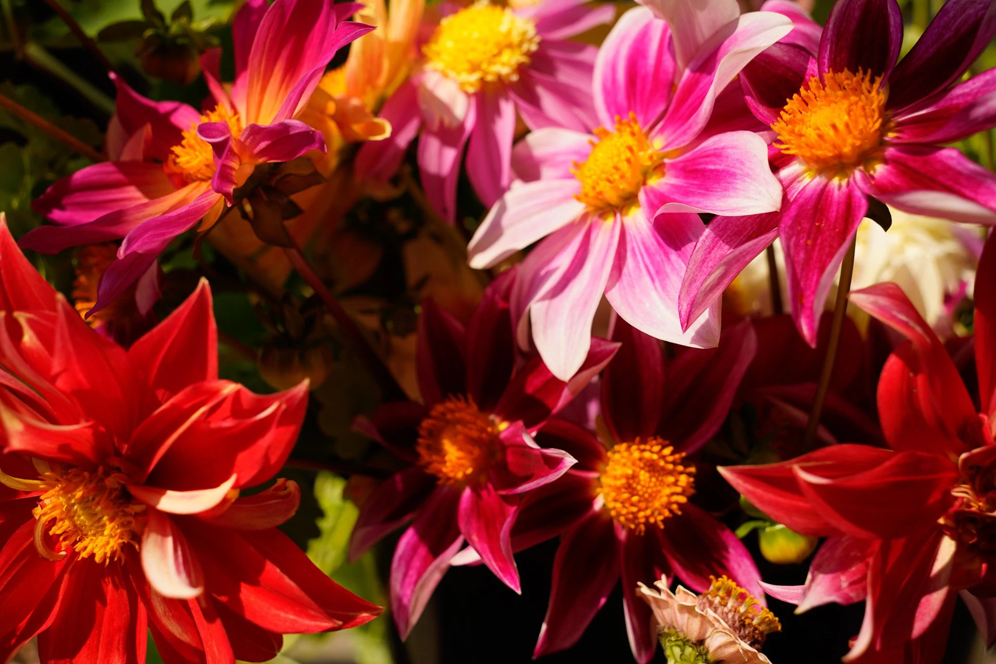 Capella Farm Dahlia Bundle.jpg