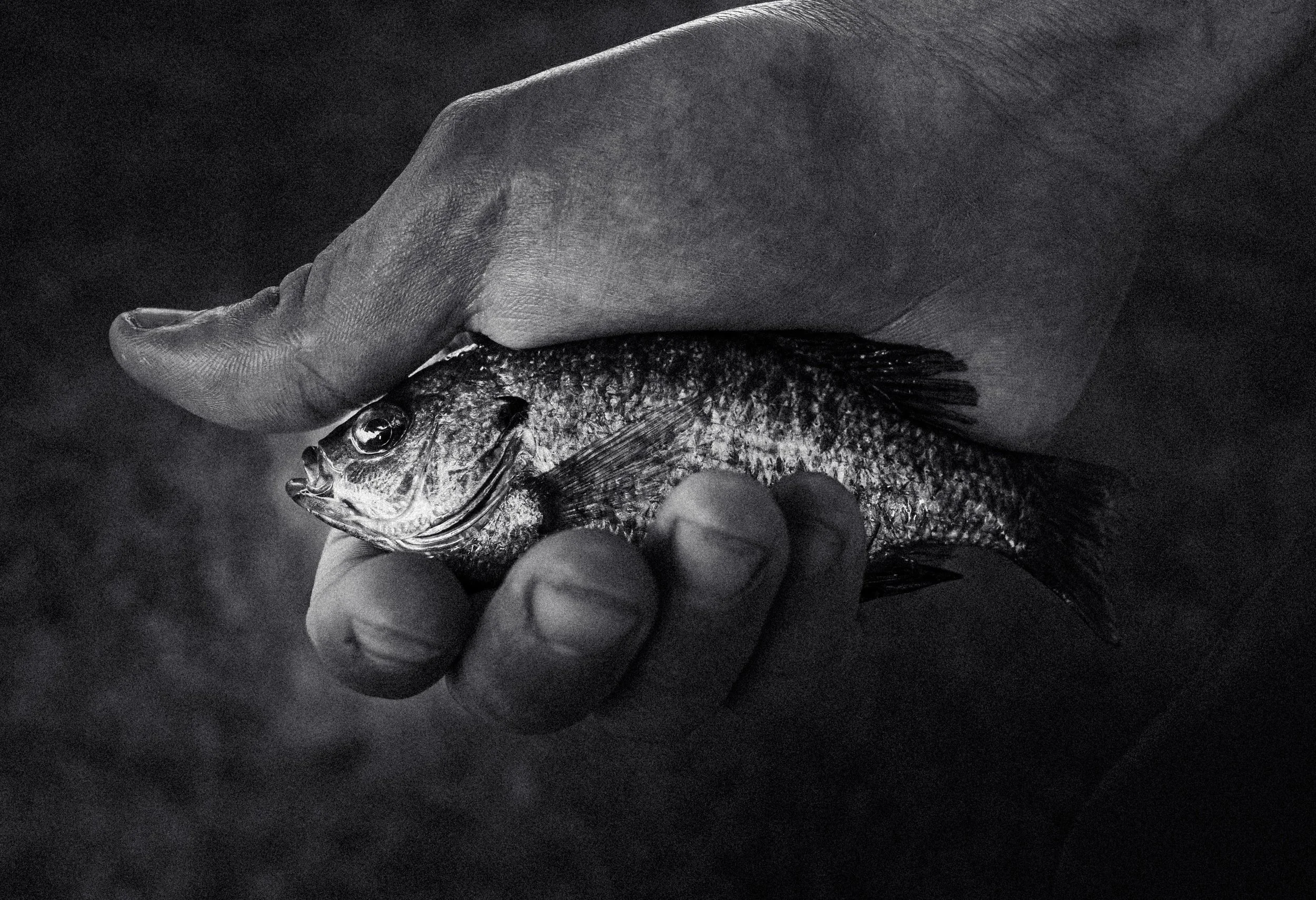 A person's hand holding a small fish with its head and body visible, against a dark background.