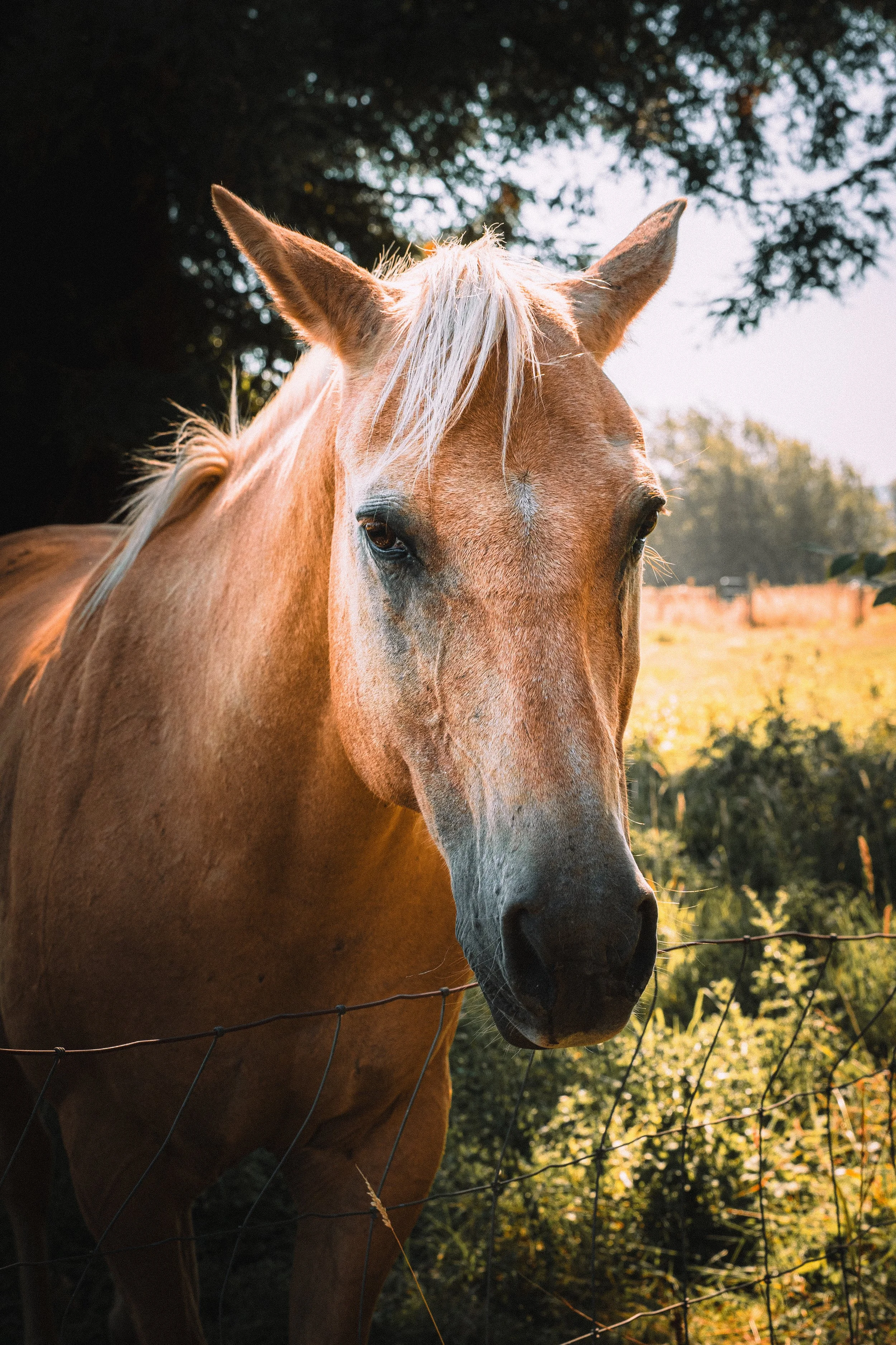Horses-10.jpg