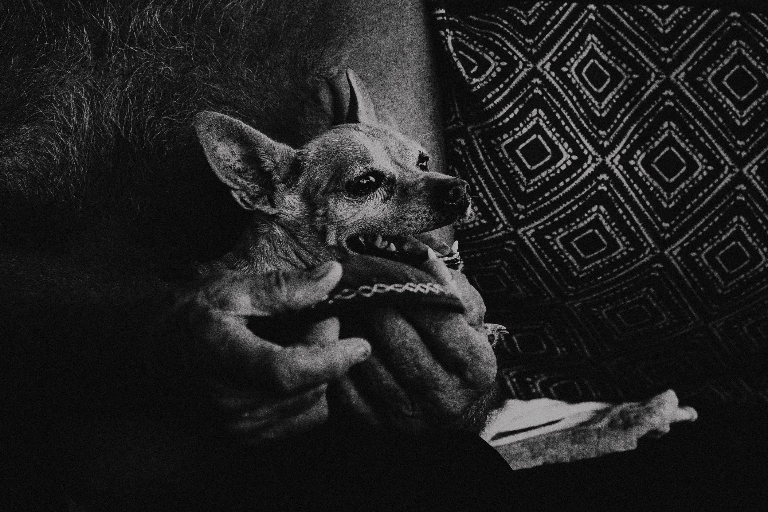 A black-and-white photo of a small dog, possibly a Chihuahua, lying on a patterned fabric surface with a person's hand gently touching its paw.