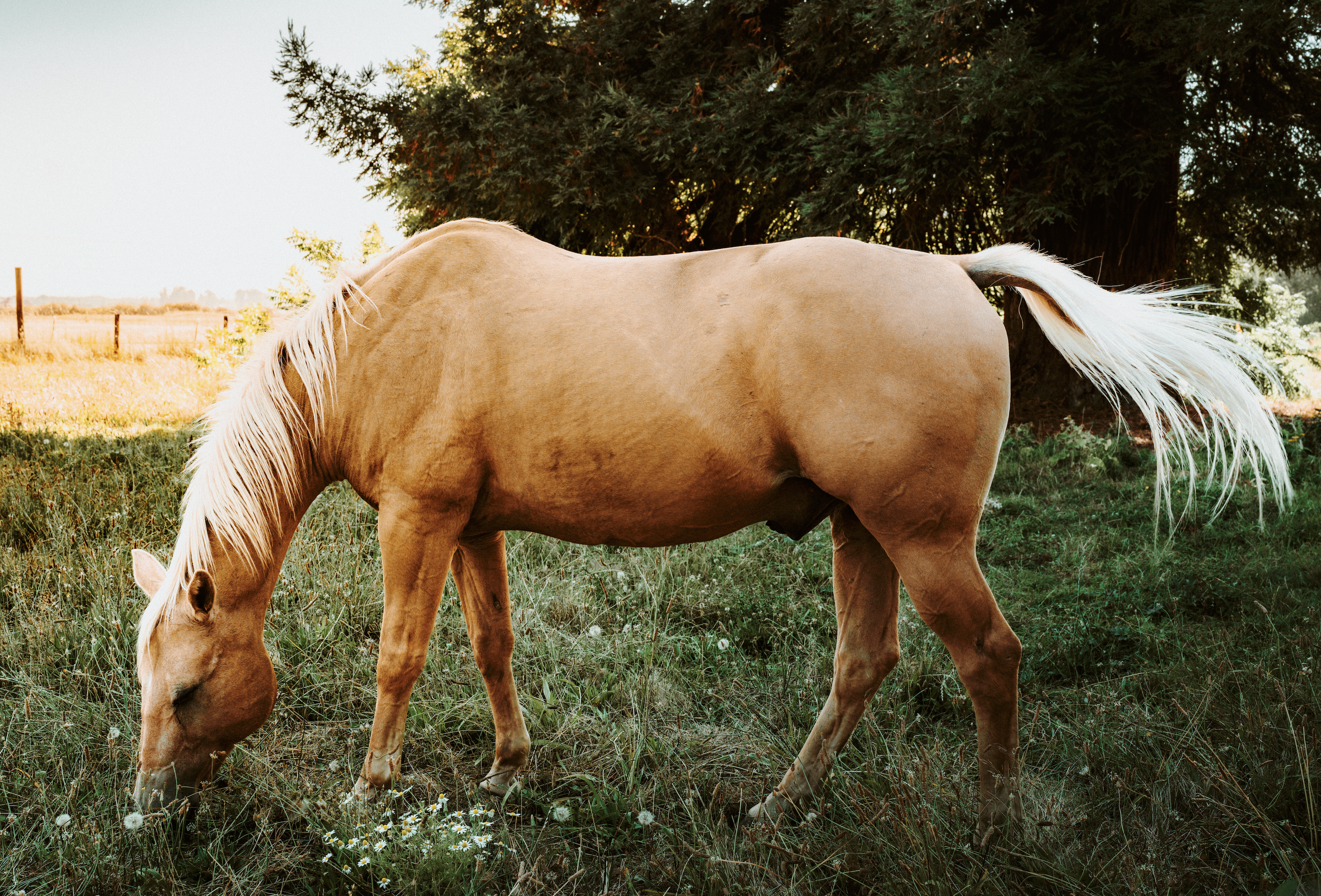 A horse with a tan coat and white tail grazing in a grassy field near some flowers, with trees in the background.
