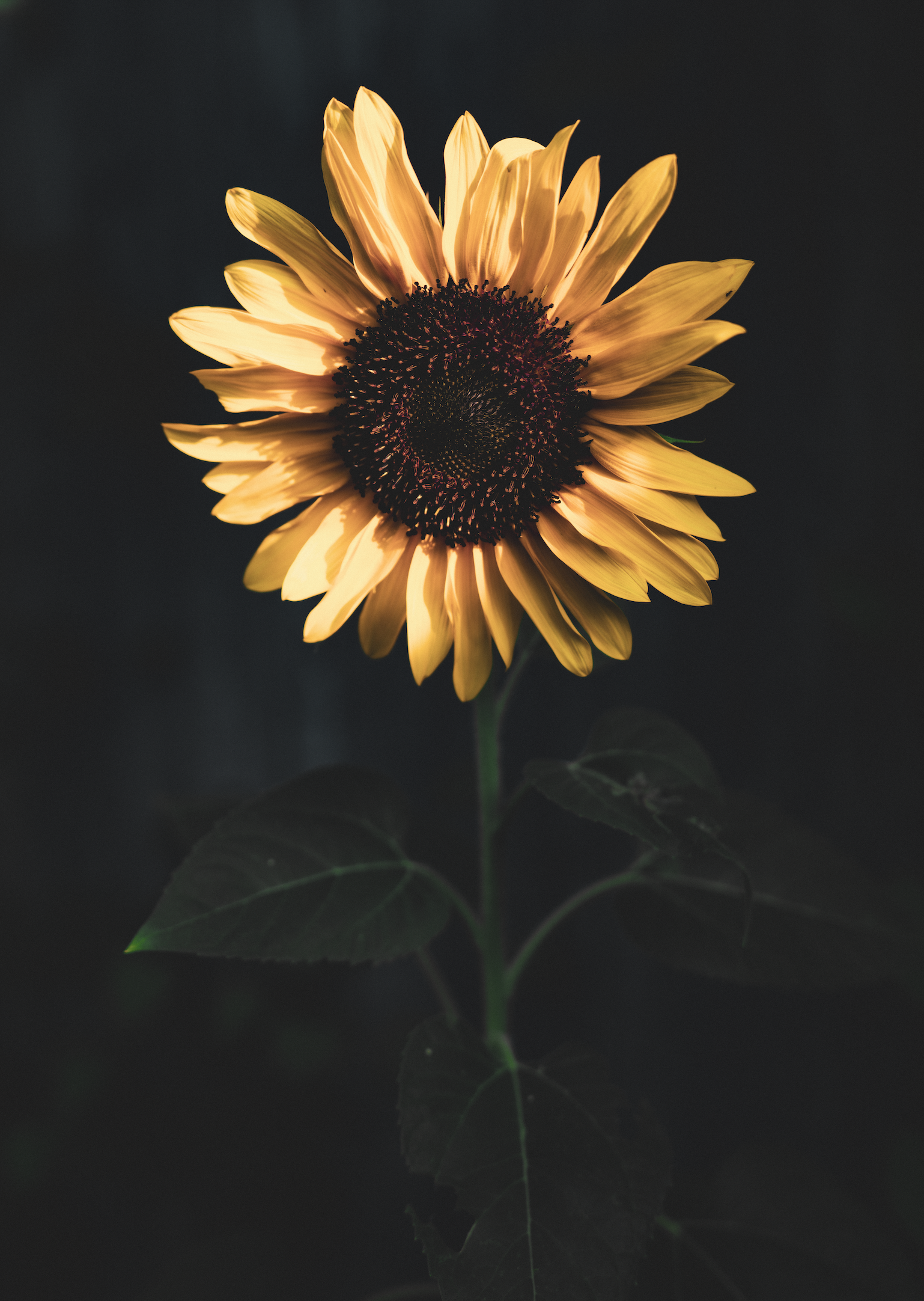 Sunflower in Shade