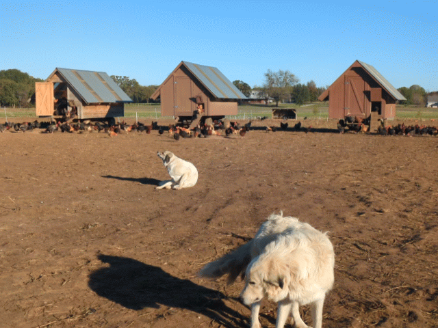 PXL_20241114_143056369_exported_stabilized_1731594740577.gif