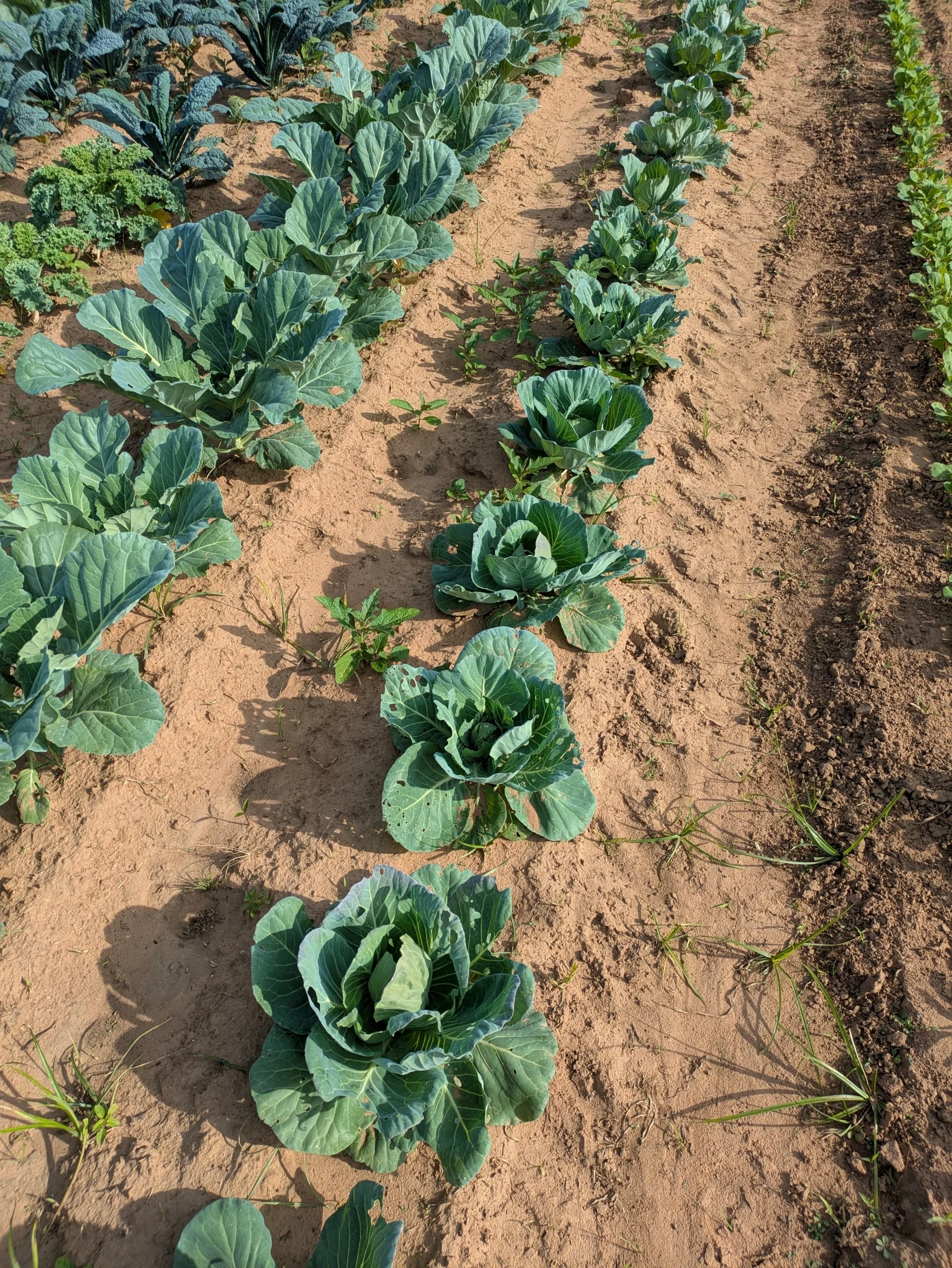 processed_PXL_20260504_141834774.jpg