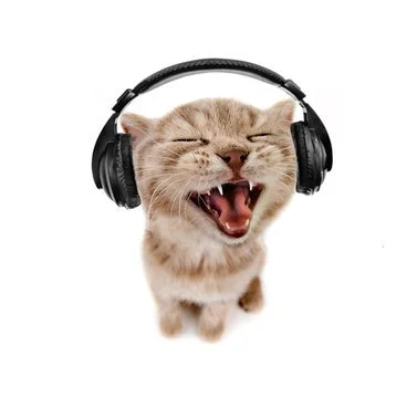 Cute kitten with headphones, yawning or meowing