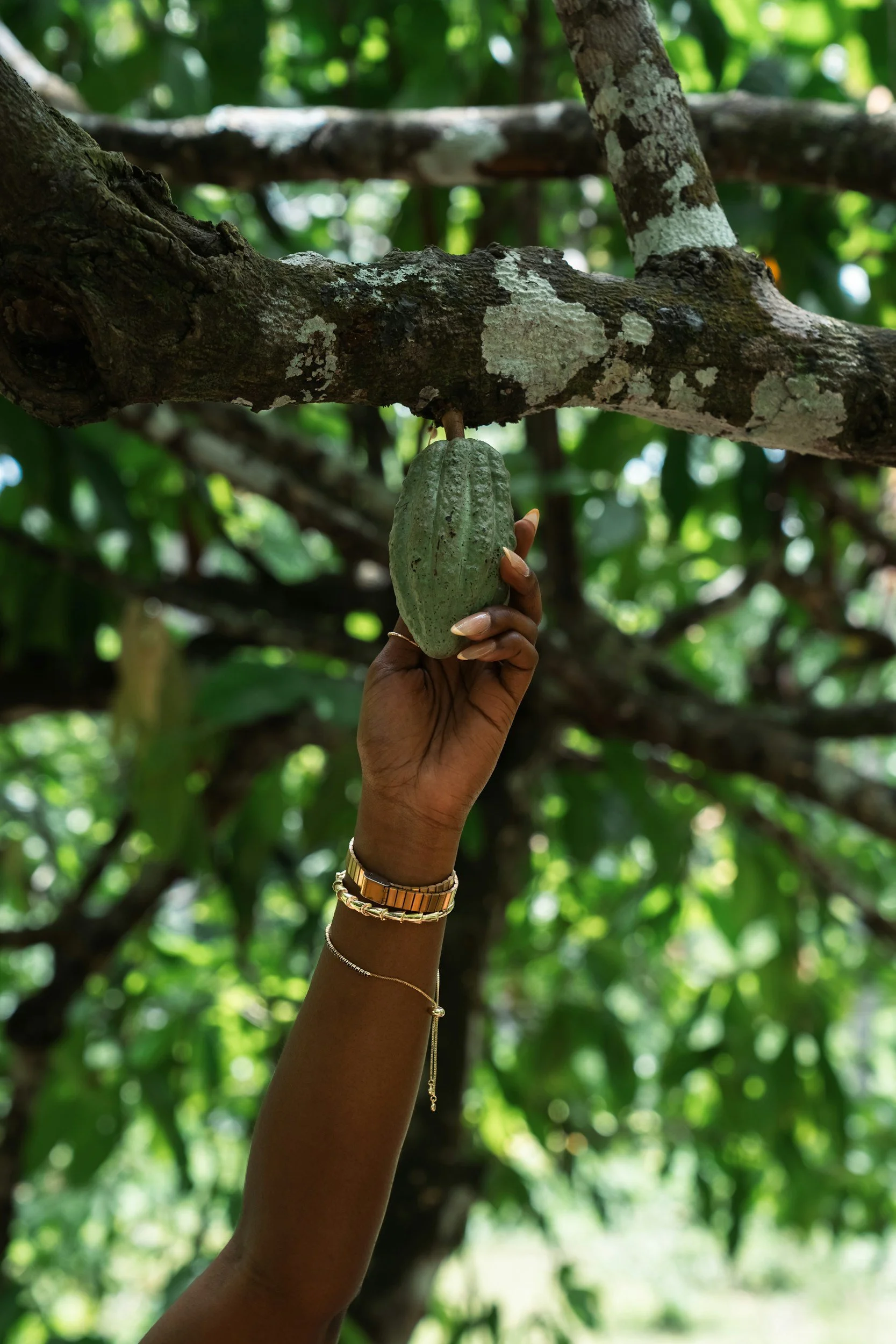 Person holding a cacao pod under a tree branch in a lush green forest.