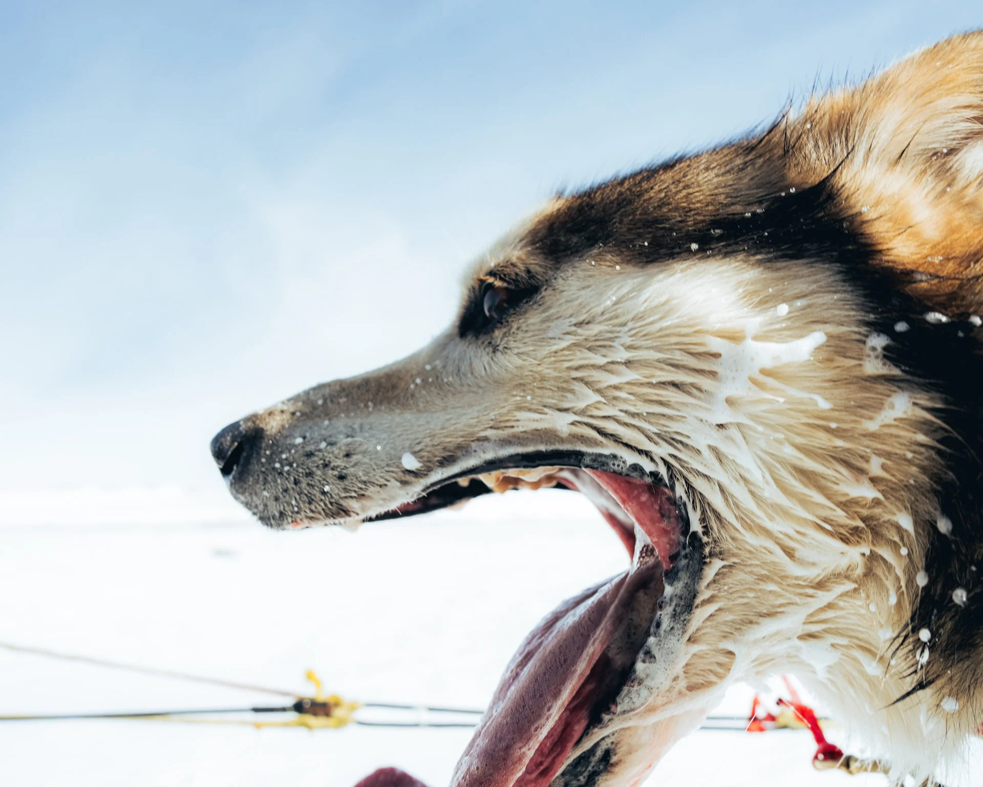 f25lifestylewintergetaway-dogsledding001.jpg