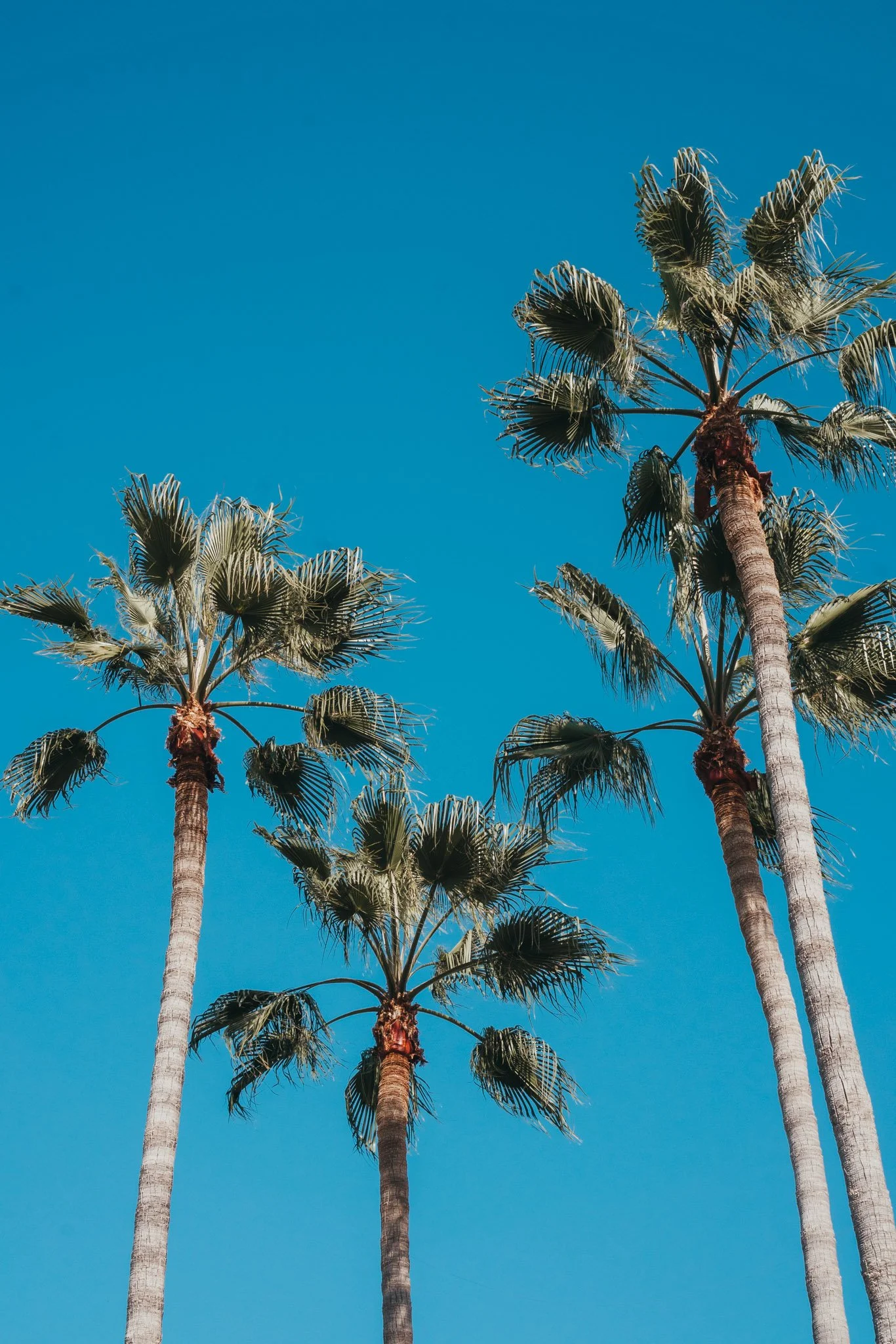 Tall palm trees with green fronds against a clear blue sky.
