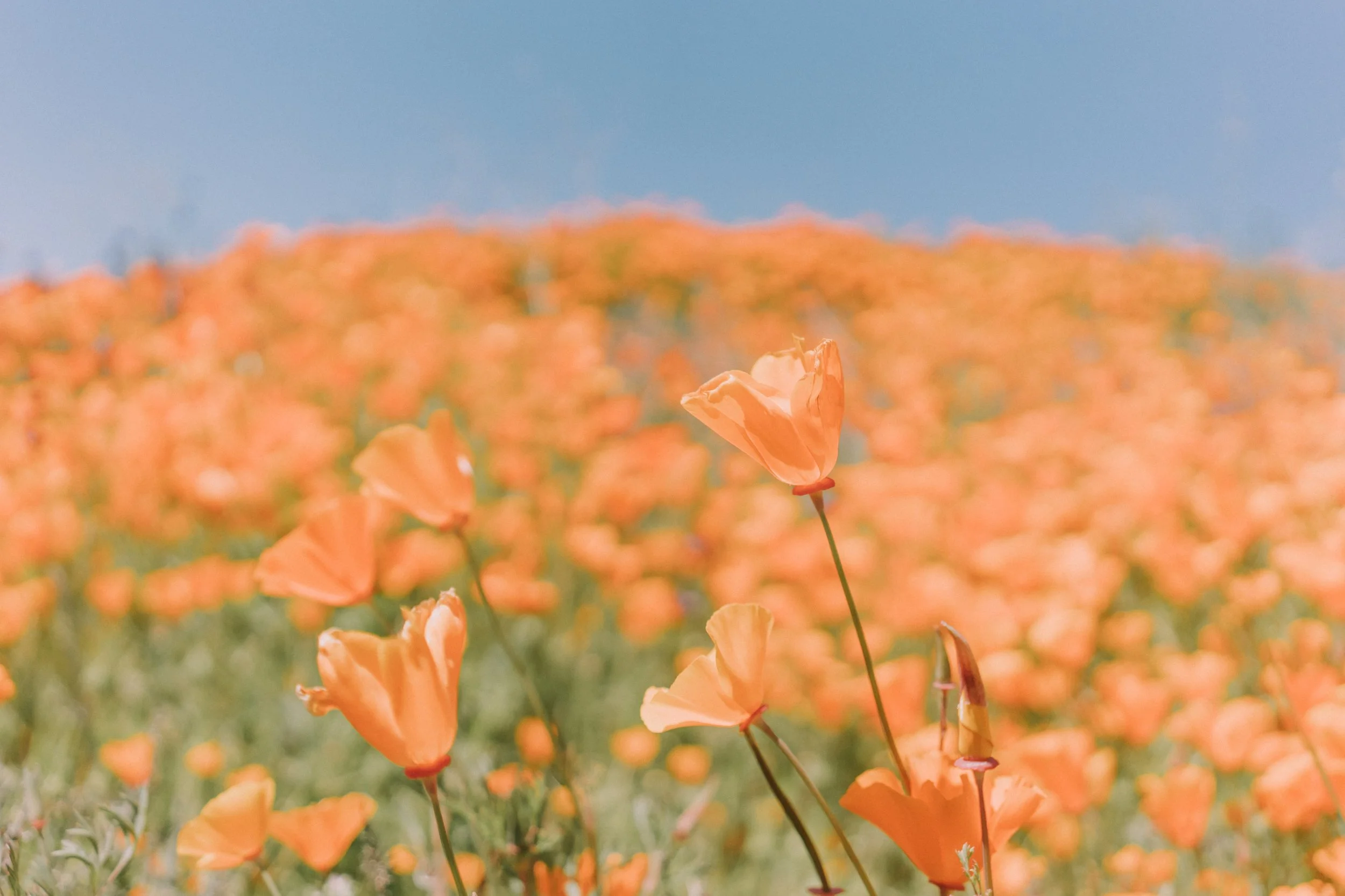 Field of bright orange flowers with one prominently taller flower in the foreground and a clear blue sky in the background.