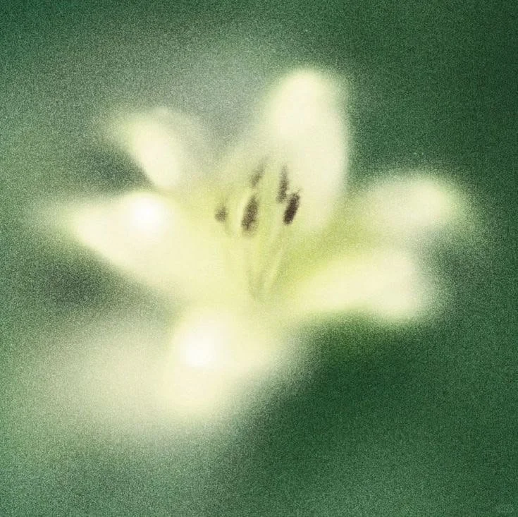 Close-up of a white lily flower with yellow stamens and dark anthers, blurry green background.