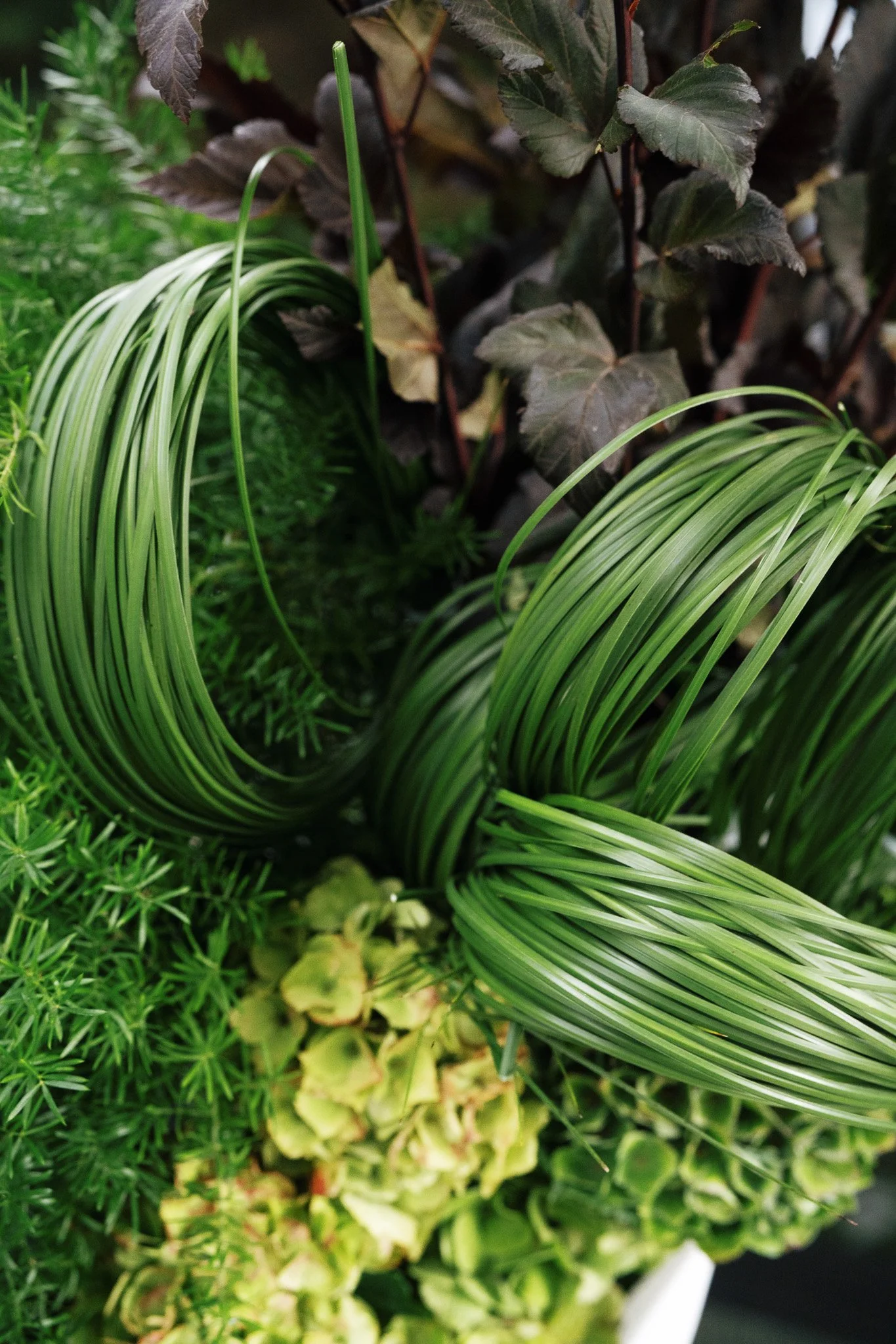 A close-up of various green plants, including ornamental grasses with long, narrow, striped leaves, small fern-like plants, and a plant with dark purple, heart-shaped leaves.