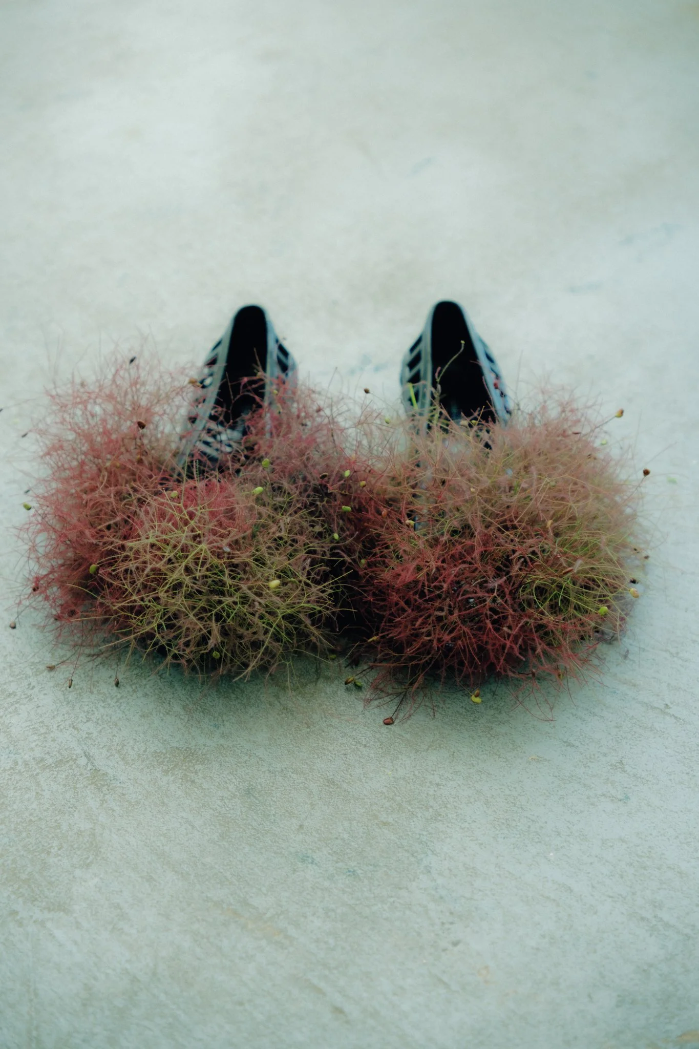 View from above of a pair of black and white athletic shoes standing on a light-colored surface, surrounded by pinkish, spindly plants with tiny buds.