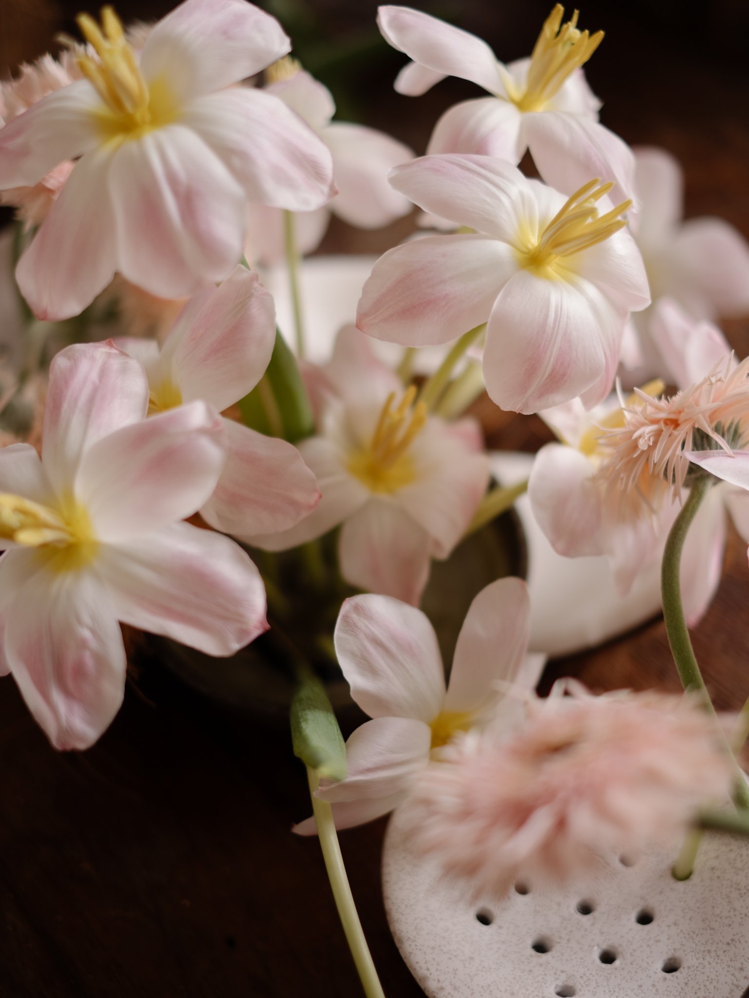 Close-up of white and pale pink orchids with yellow centers on a dark background.