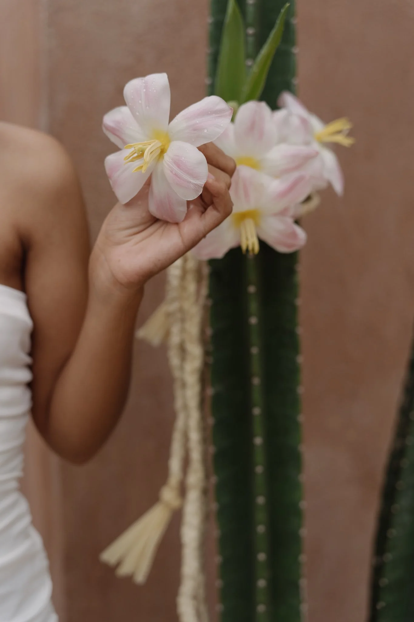 A person holding a white and pink flower in front of a tall green cactus with a textured brown background.