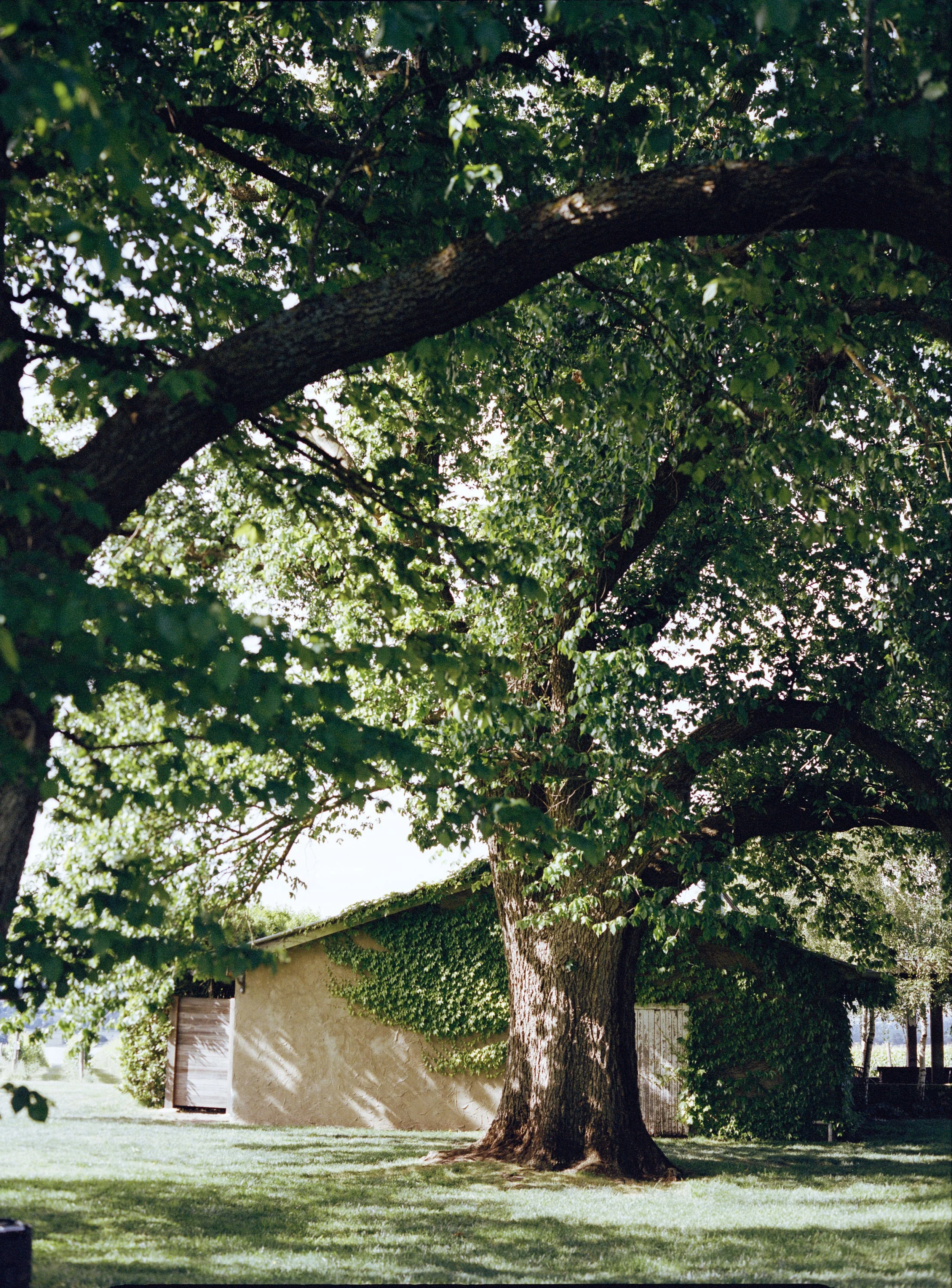Large mature tree with thick trunk and dense green foliage in a backyard with a beige house and green grass.