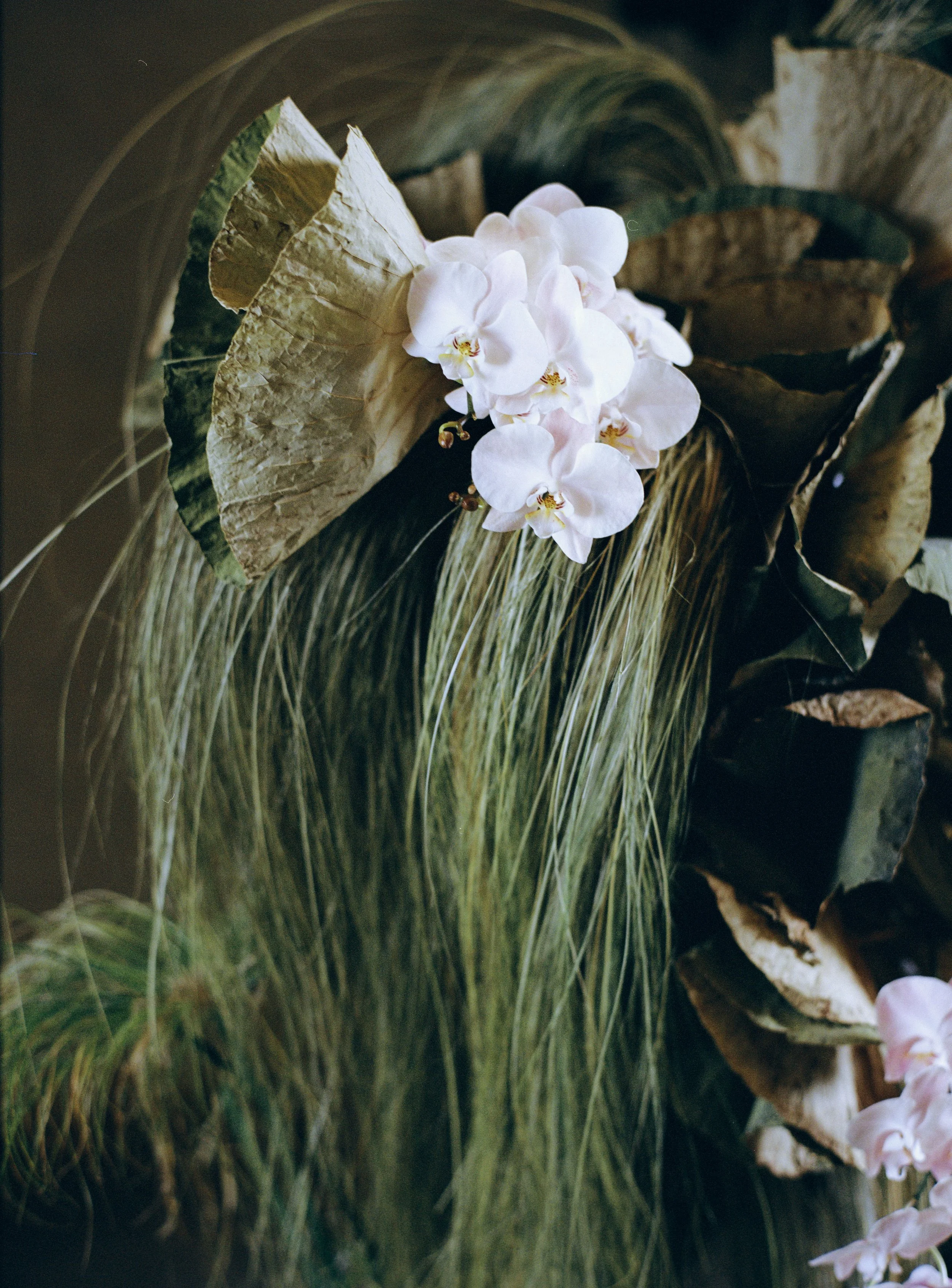 White orchids with green leaves and dried brown leaves in the background.