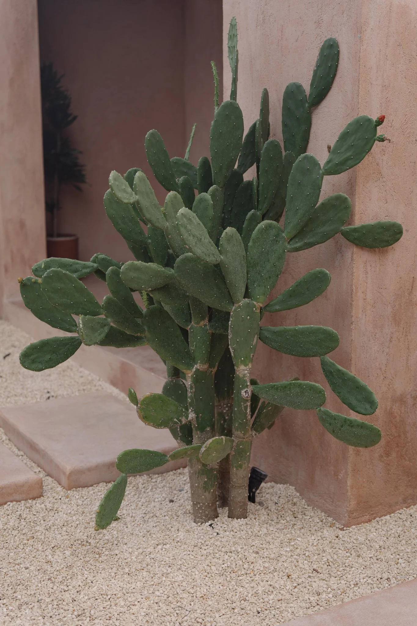 A tall prickly pear cactus plant with green oval pads growing in a desert landscape next to a pink stucco wall and sandy ground.