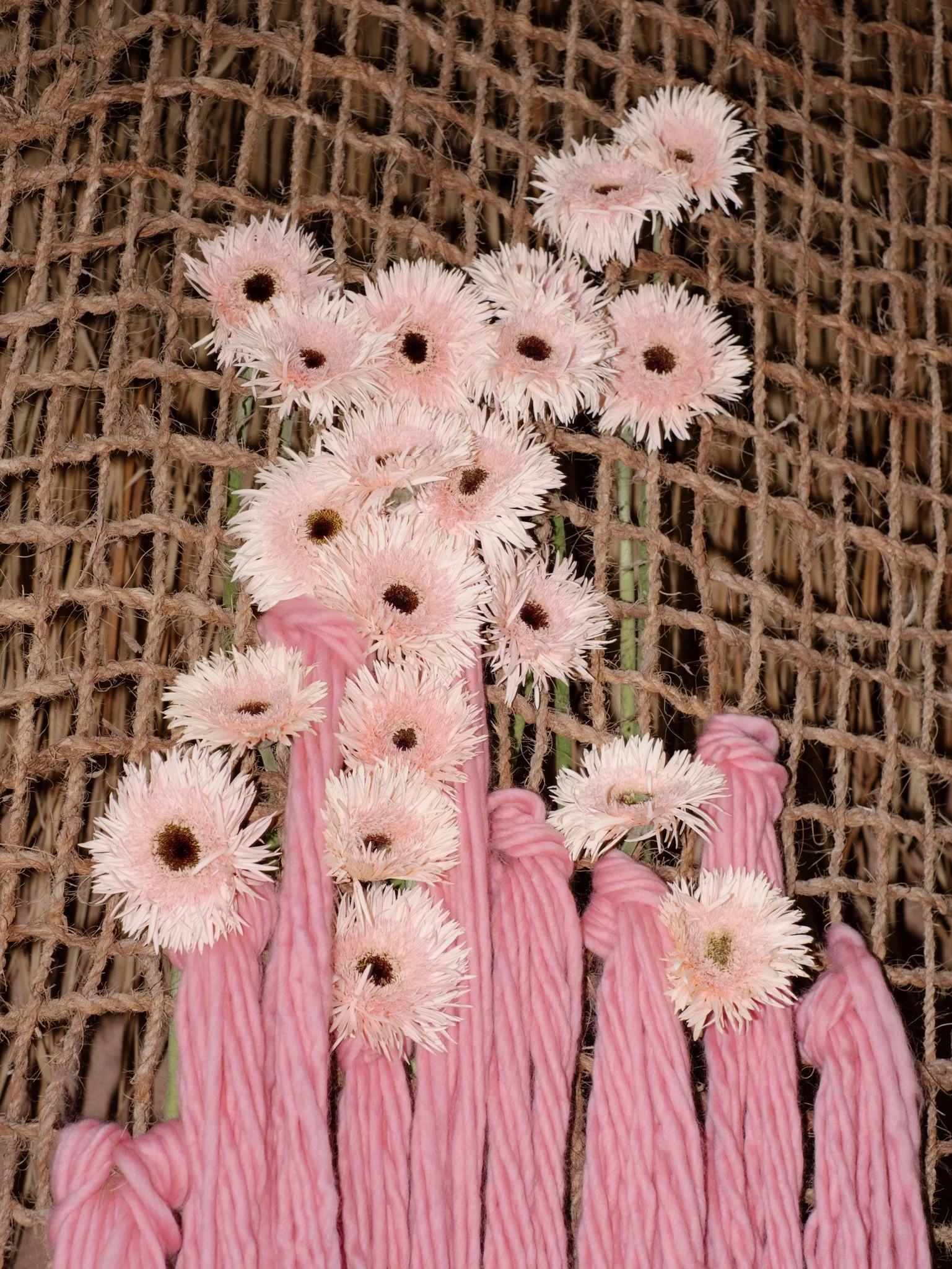 Pink cacti with white flowers in front of a woven brown background.