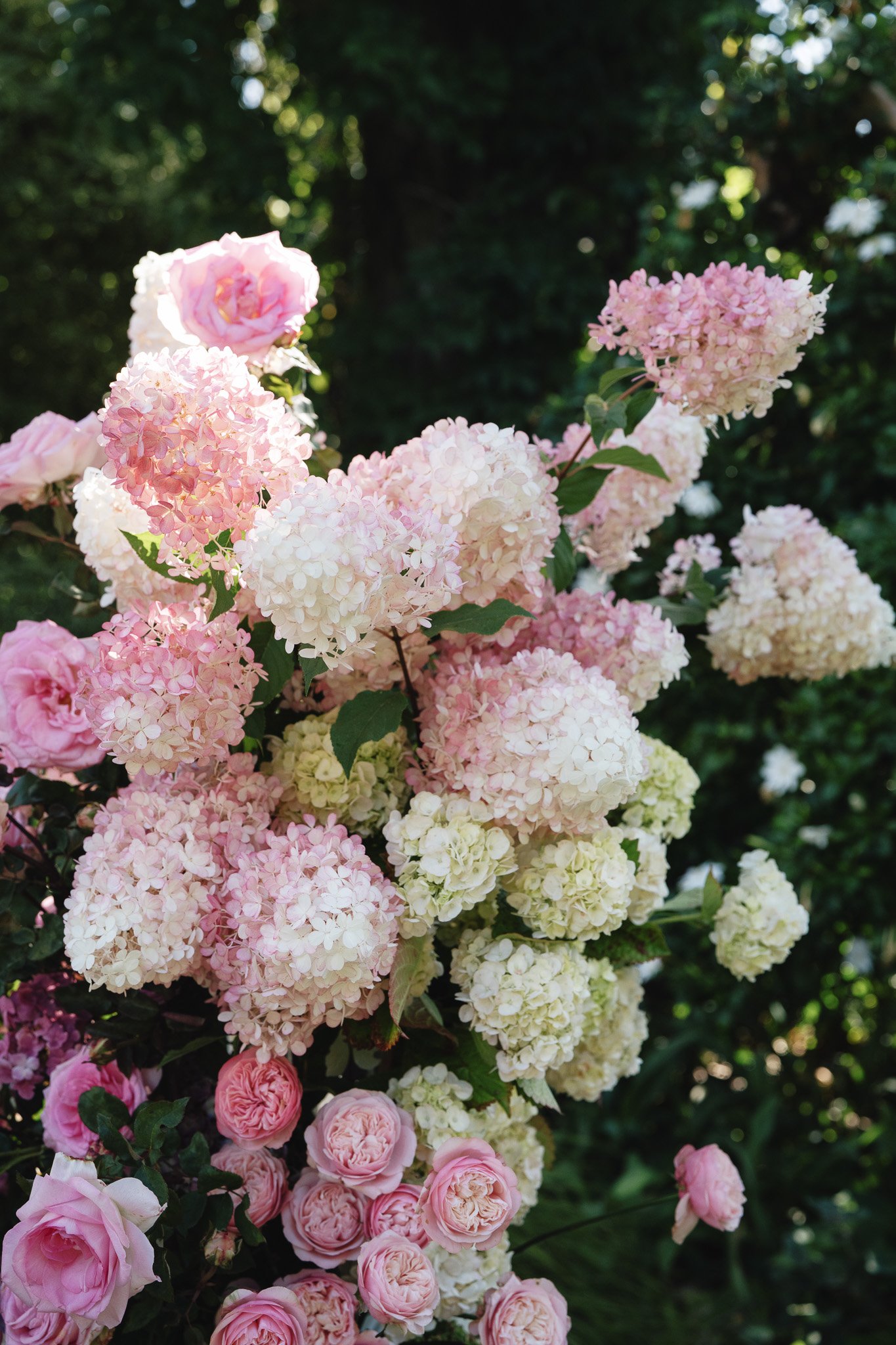 Close-up of pink and white hydrangea flowers with green foliage in the background.