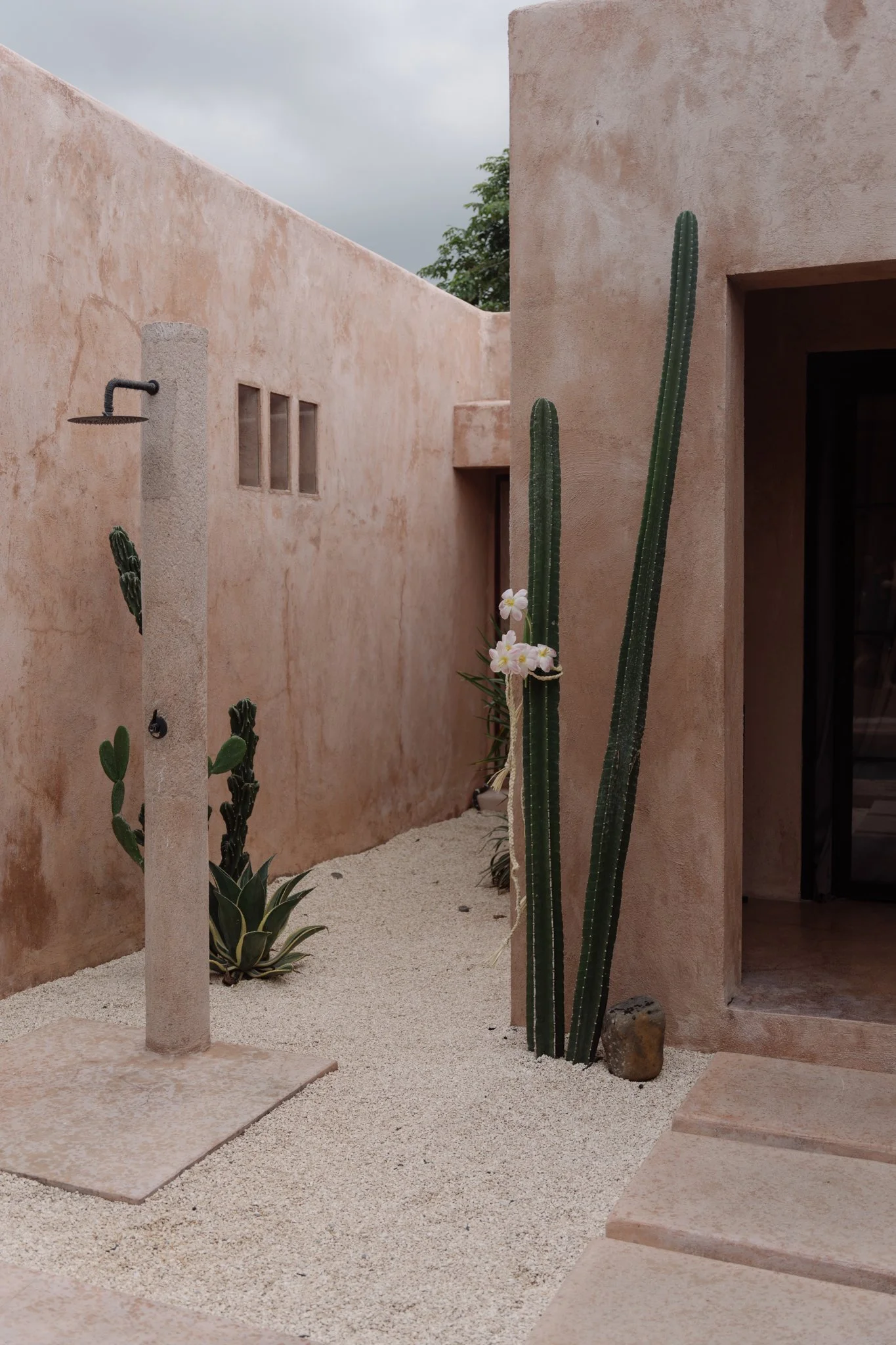 Desert courtyard with pink stucco walls, tall cactus with white flowers, smaller cacti, adobe steps, and sandy ground.