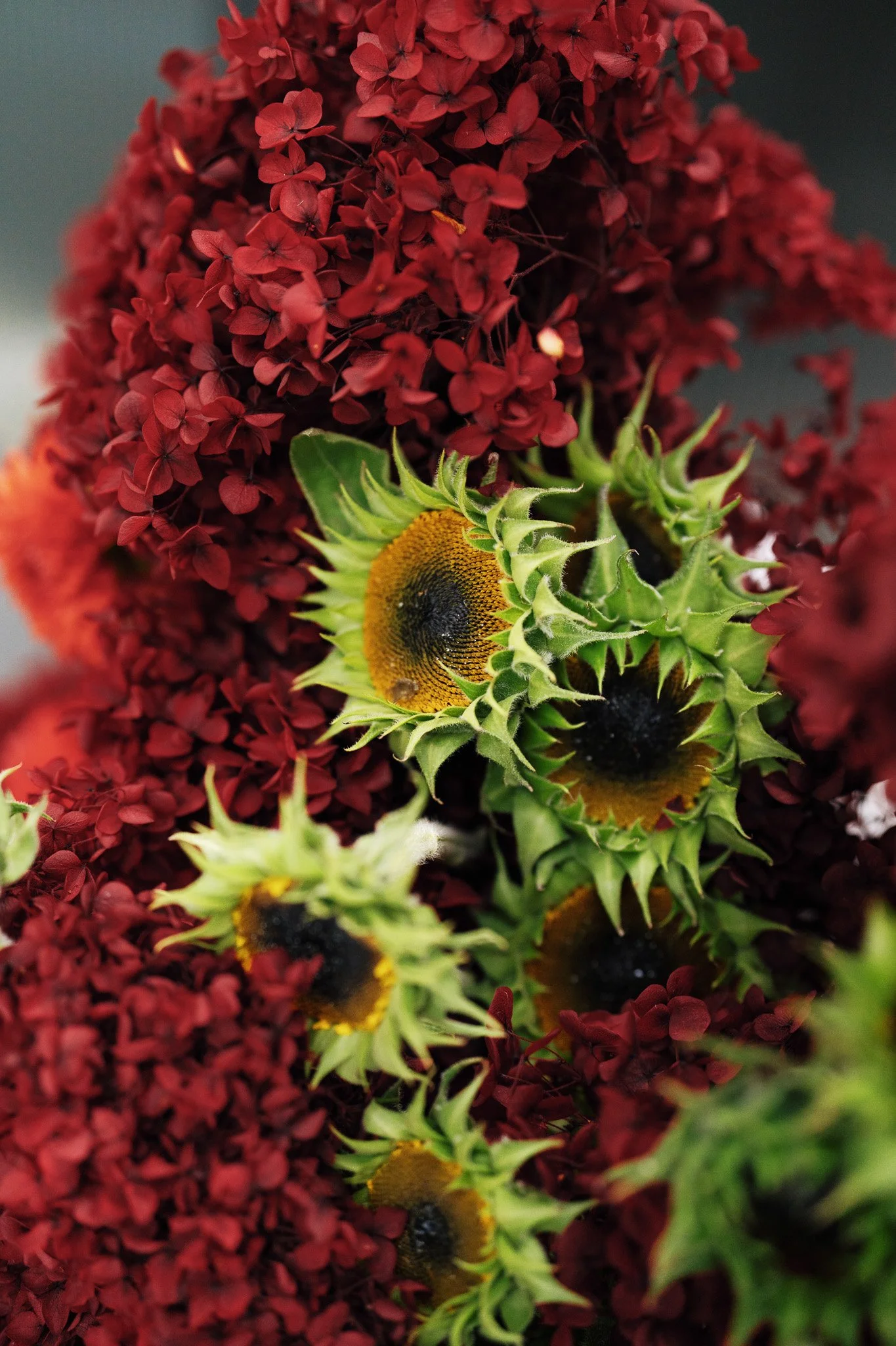 Close-up of red hydrangea flowers and several blooming sunflowers with yellow petals and dark centers.