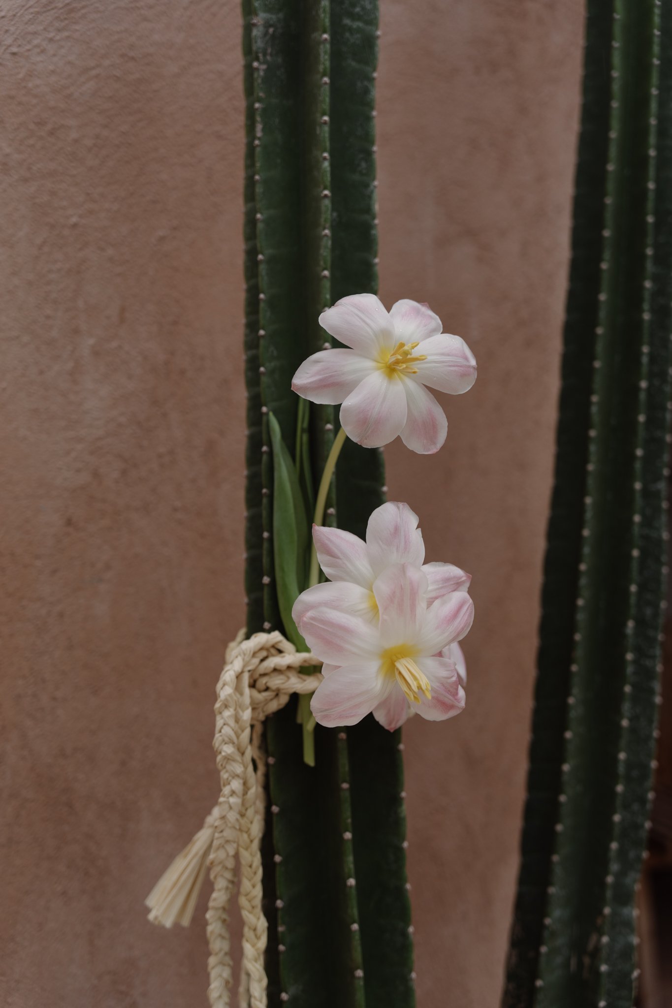 Close-up of a white and pink flower blooming on a tall green cactus against a plain wall background.