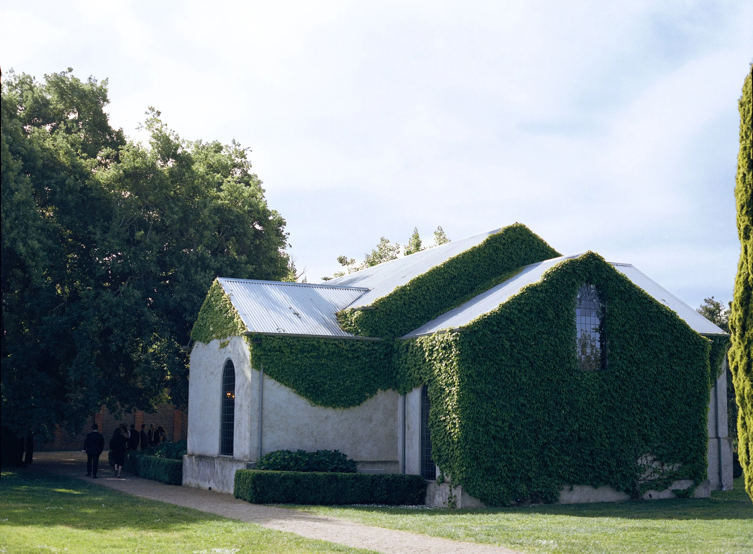A small white church covered with green ivy, with tall and narrow windows, set in a grassy area with a gravel path and surrounded by tall trees.