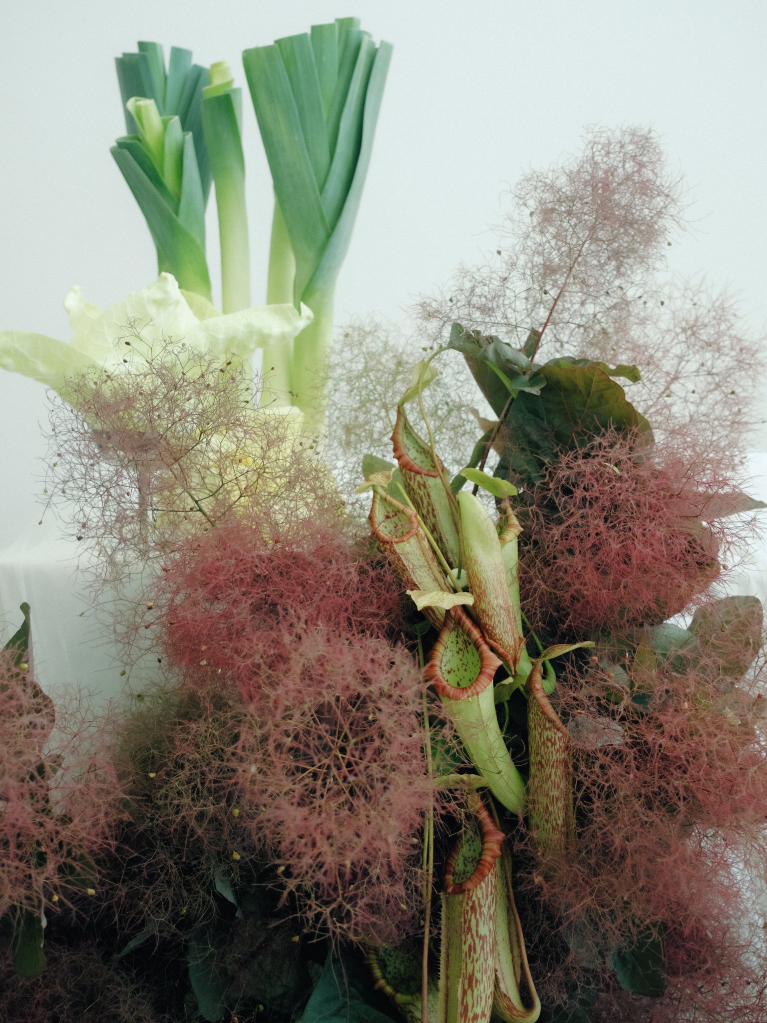 A collection of plants including green onion stalks, a pitcher plant, and pinkish red fluffy plants.