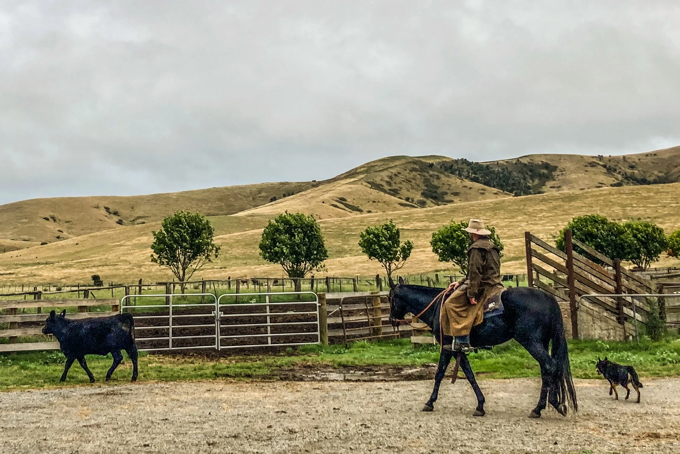 A rural farm scene with a person riding a horse, black calves on a pasture, in front of rolling hills under an overcast sky.