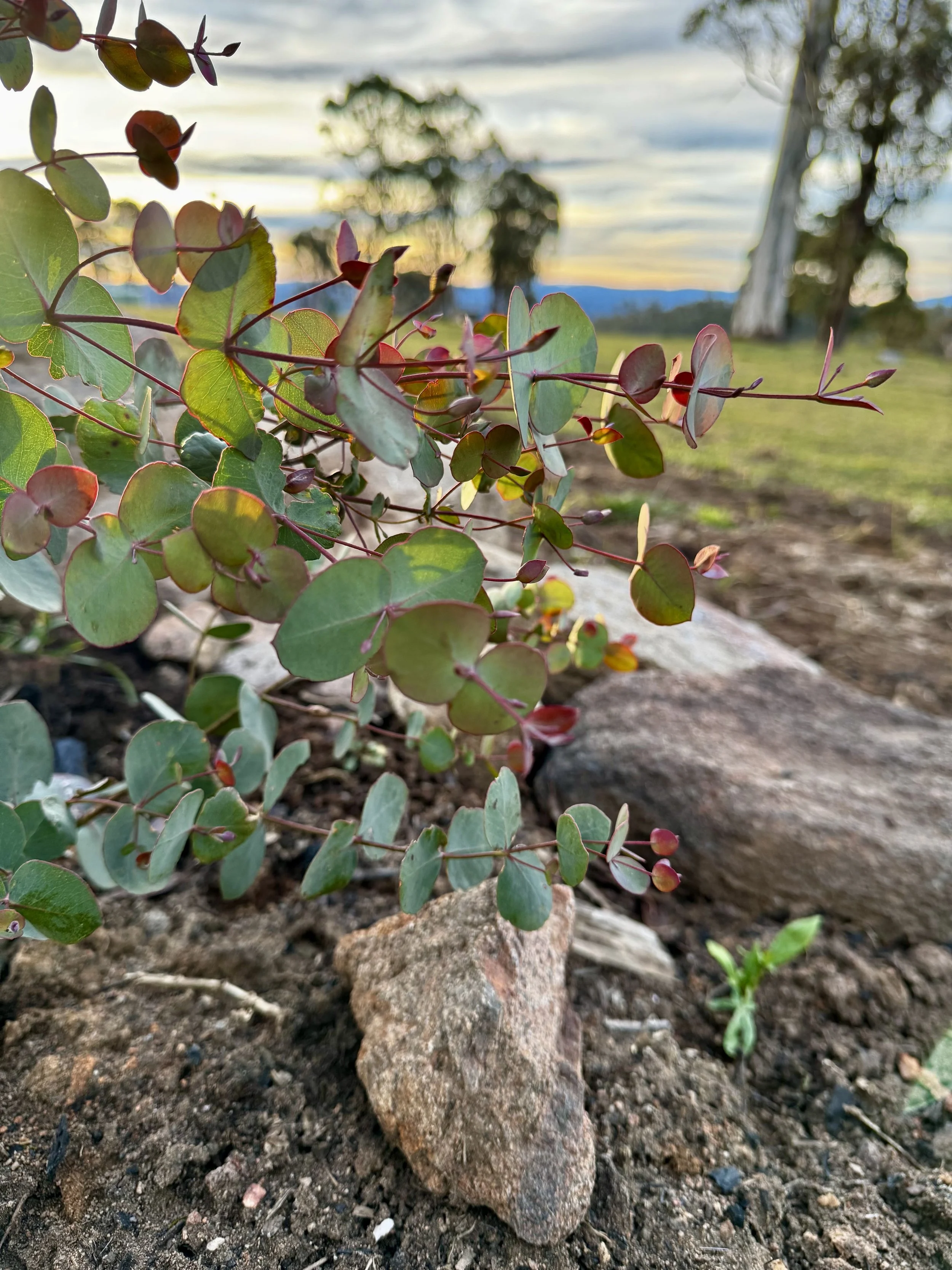 Close-up of green and reddish leaves on a plant growing among rocks and soil, with a blurred outdoor landscape and sky in the background.