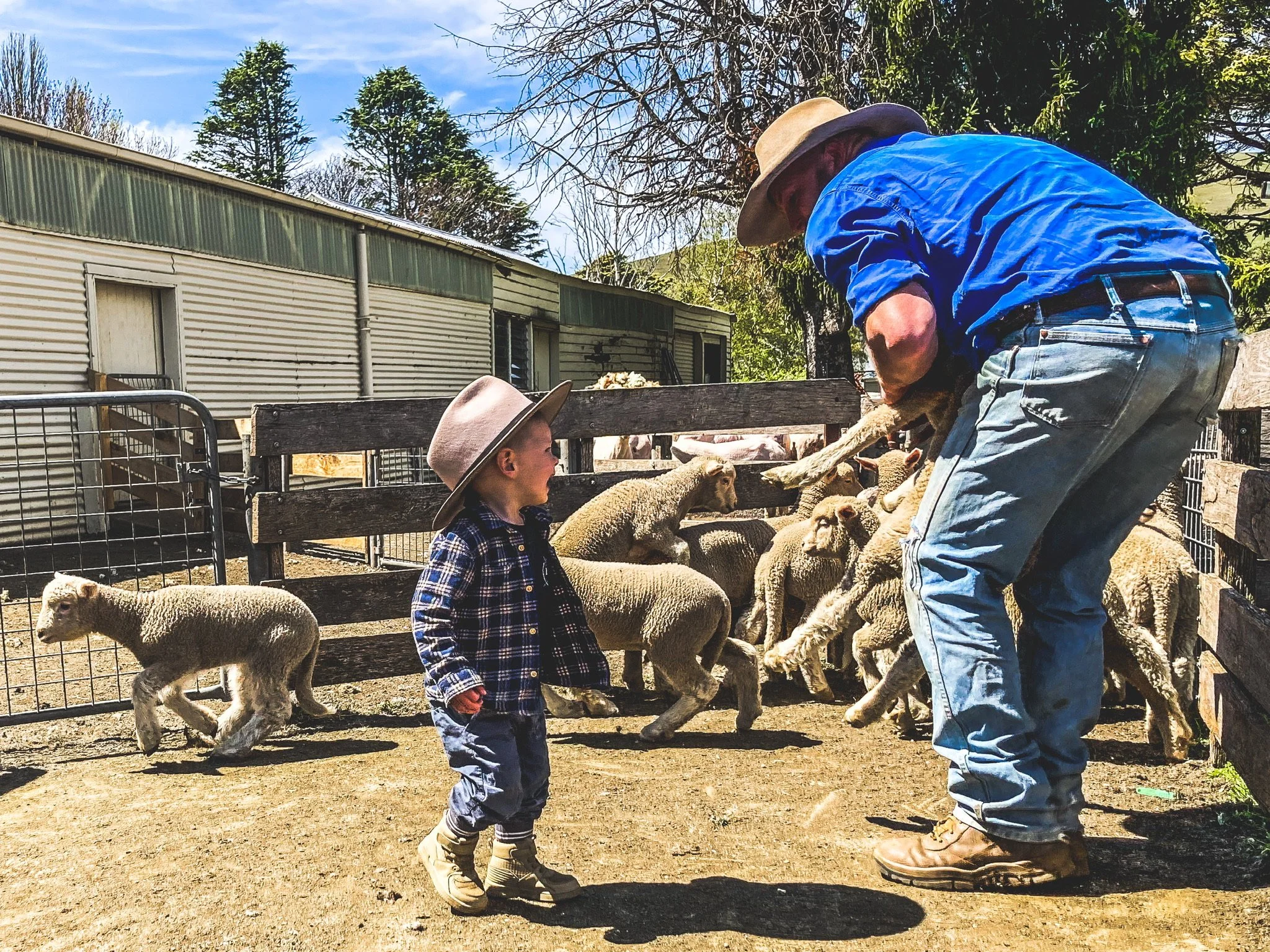 A man in a blue shirt and jeans, wearing a wide-brimmed hat, is lifting a sheep in a farm enclosure with a young boy in a plaid shirt and boots watching. Sheep are gathered around, and there is a building and trees in the background.