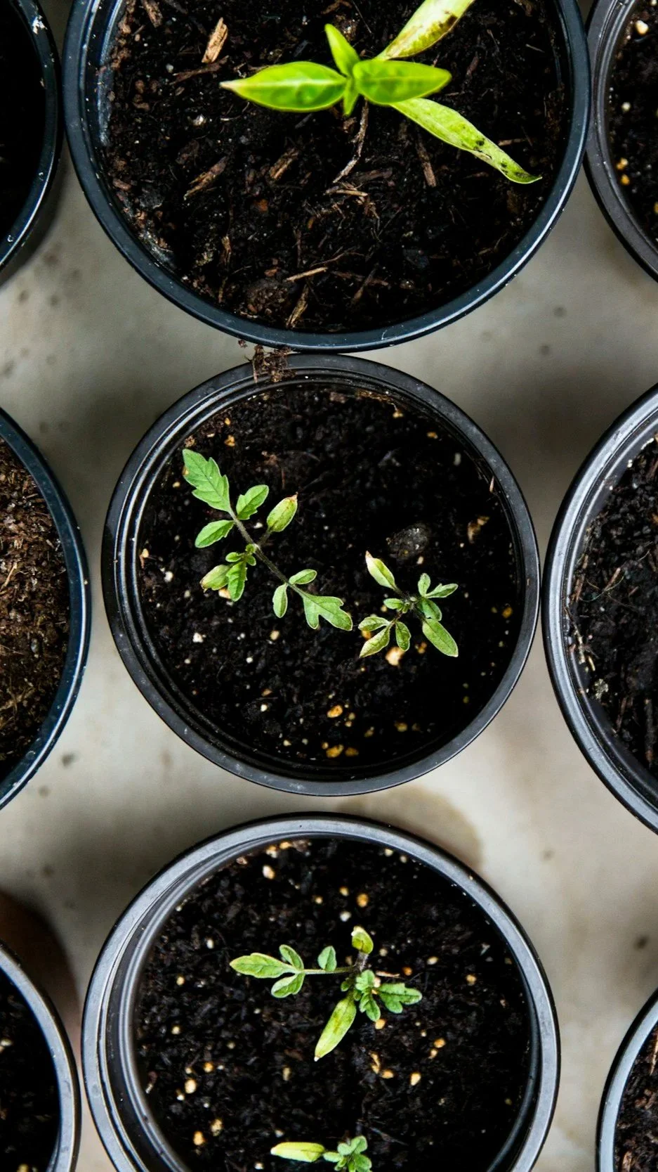 Three small green seedlings growing in black plastic pots filled with dark soil.