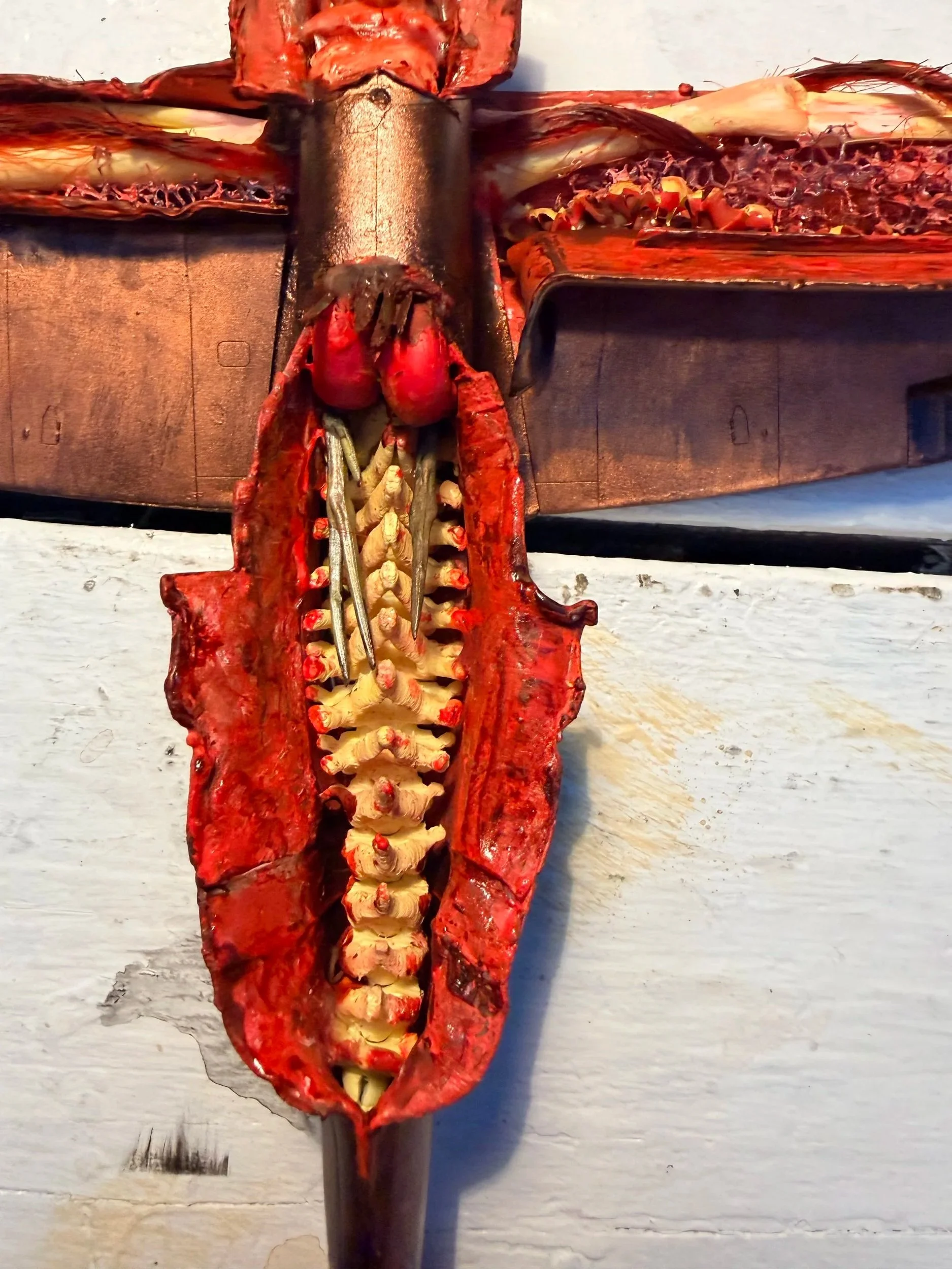 Cross-section of a red crayfish showing its inner shell, bones, and segmented tail on a white wooden surface.